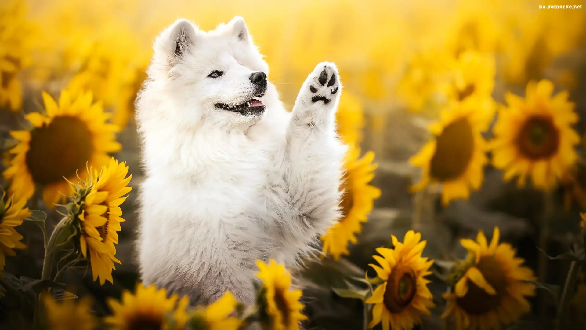 Kwiaty, Słoneczniki, Pies, Samojed