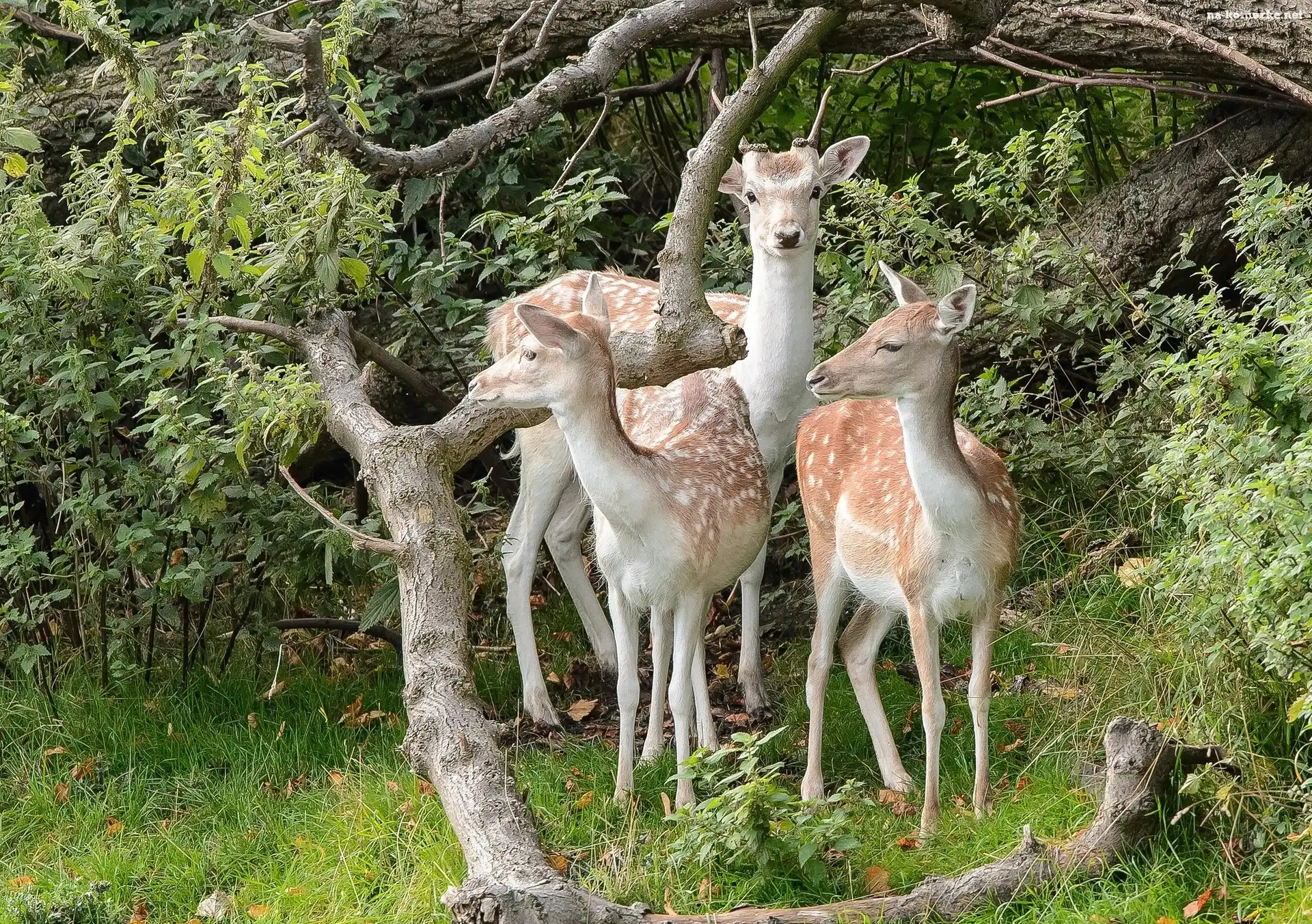 Sarny, Polana, Konary Drzew, Las