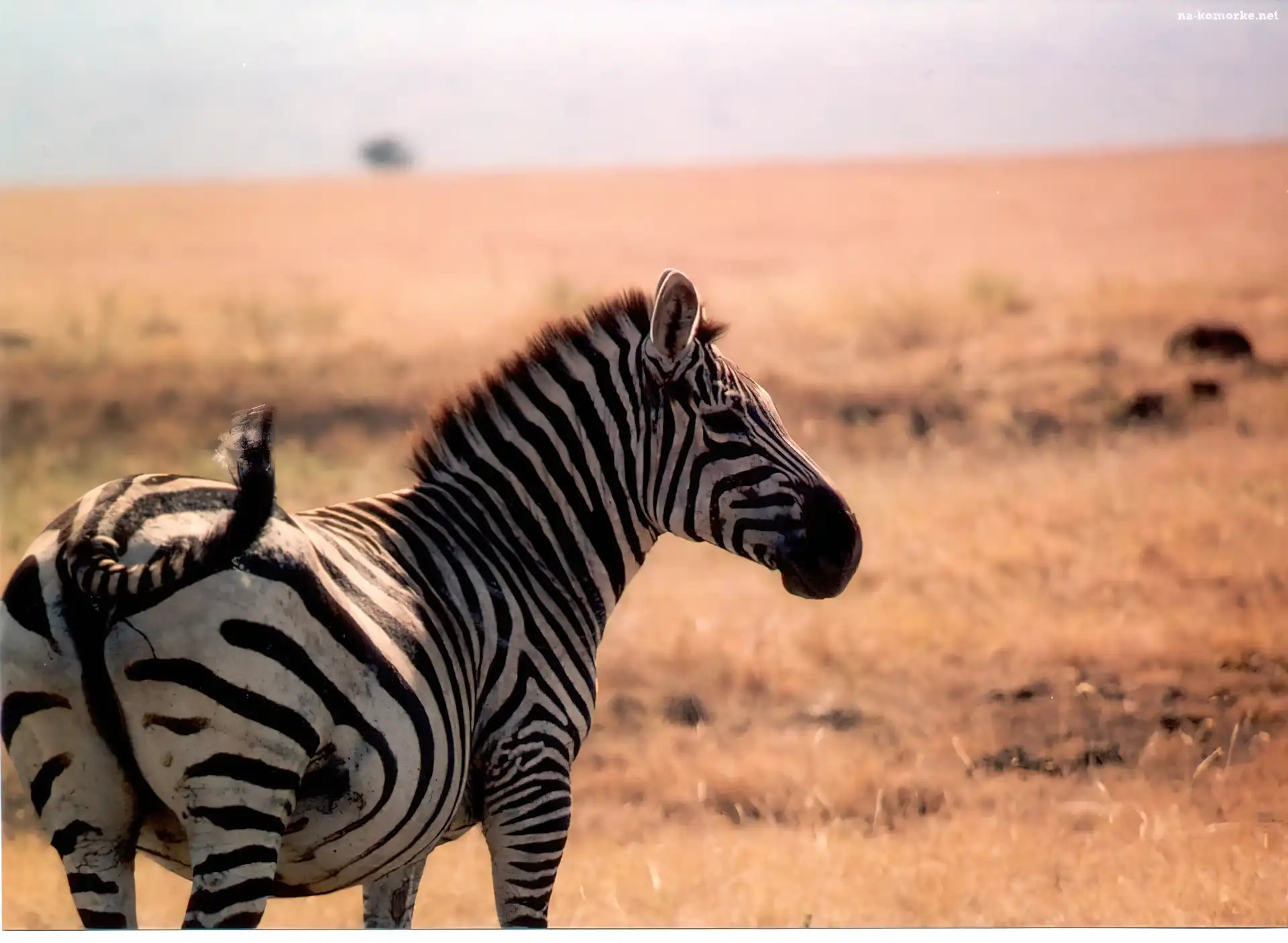 Zebra, trawy, sawanna