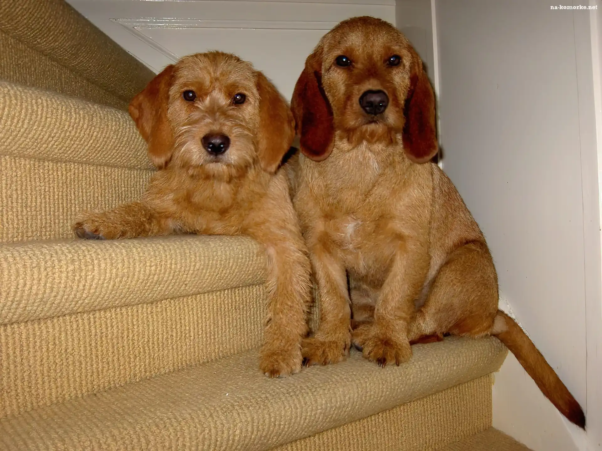 dwa, schody, słodkie, Basset Fauve de Bretagne