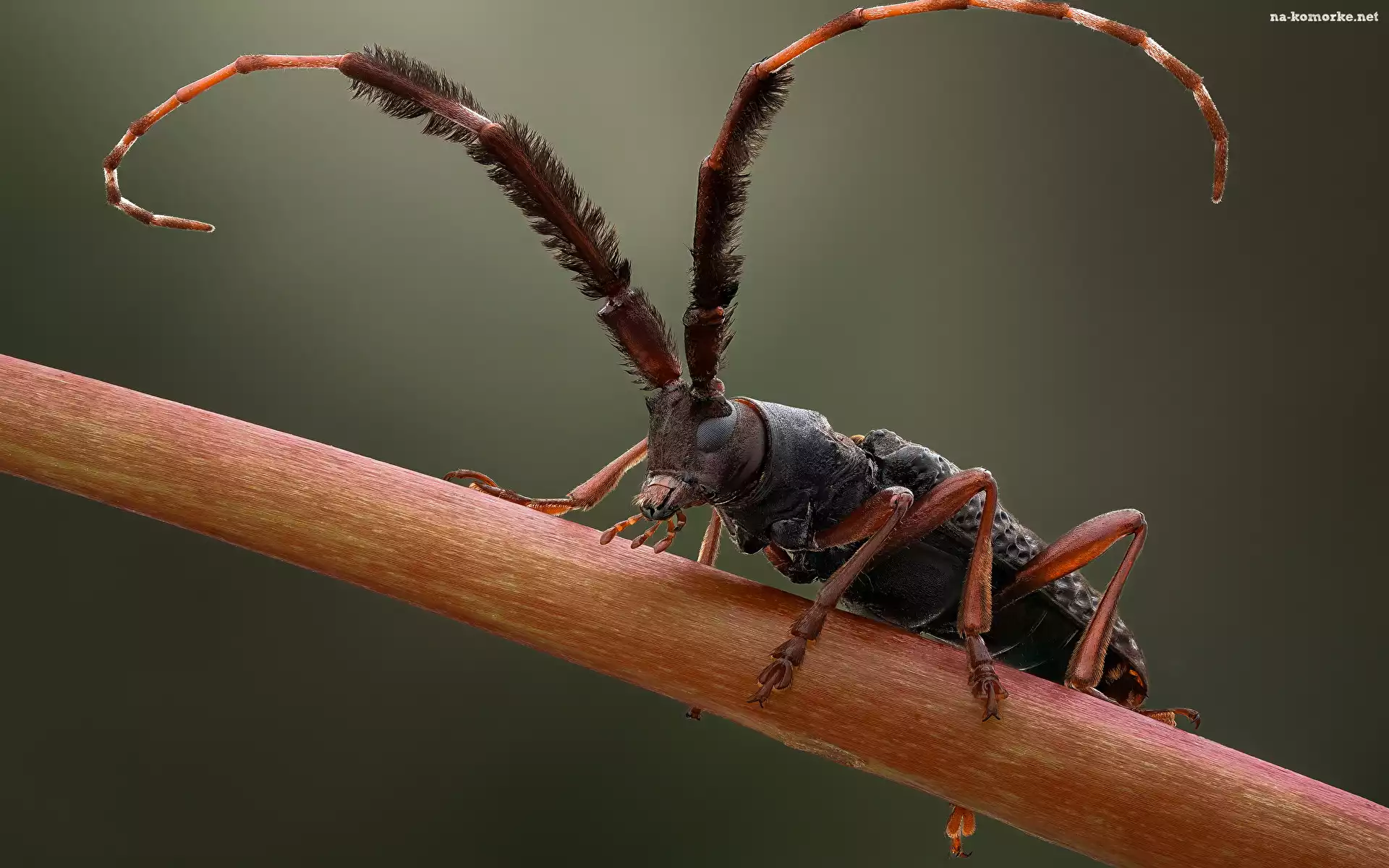 Cribragapanthia scutellata, Makro, Owad, ChrzÄ…szcz