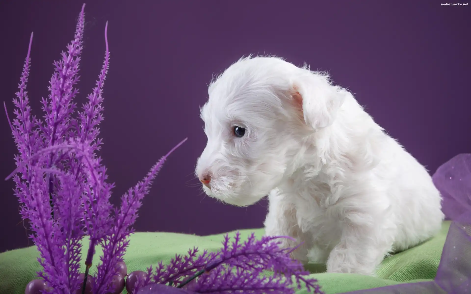 Sealyham Terrier, Mały, Biały, Szczeniaczek, Pies