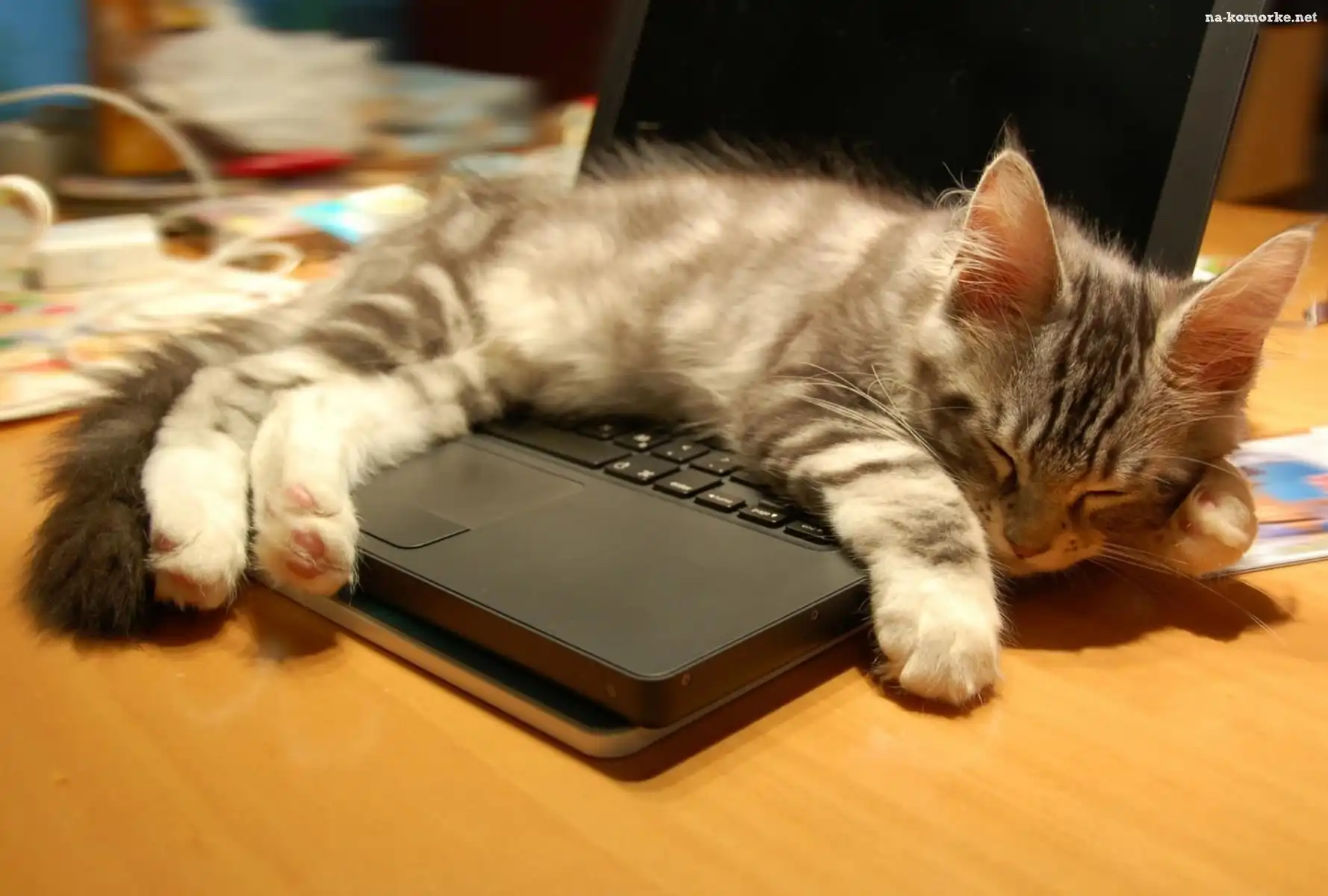 Kot, Sen, Laptop