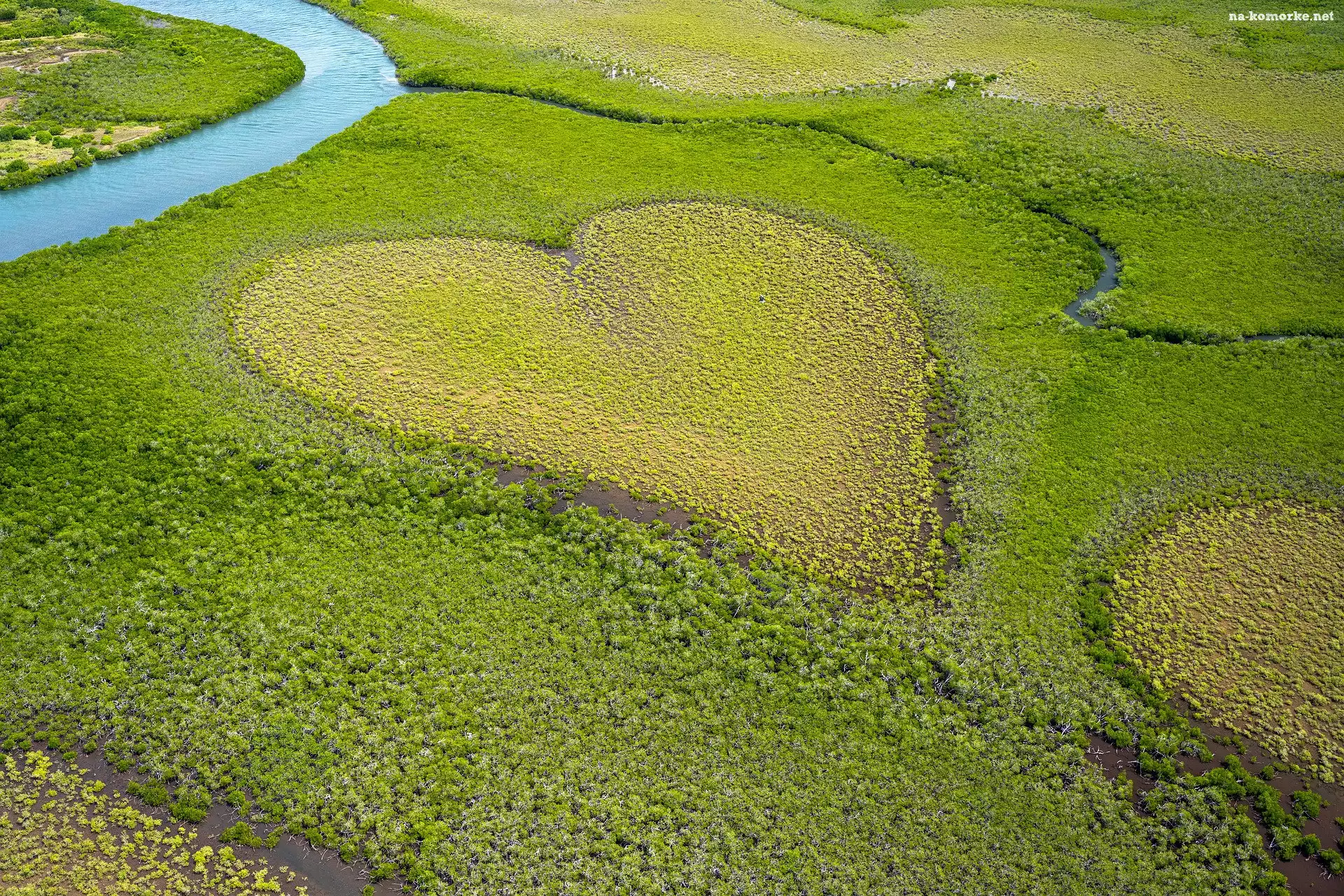 Australia, Coeur de Voh, Lasy mangrowe, Oceania, Serce