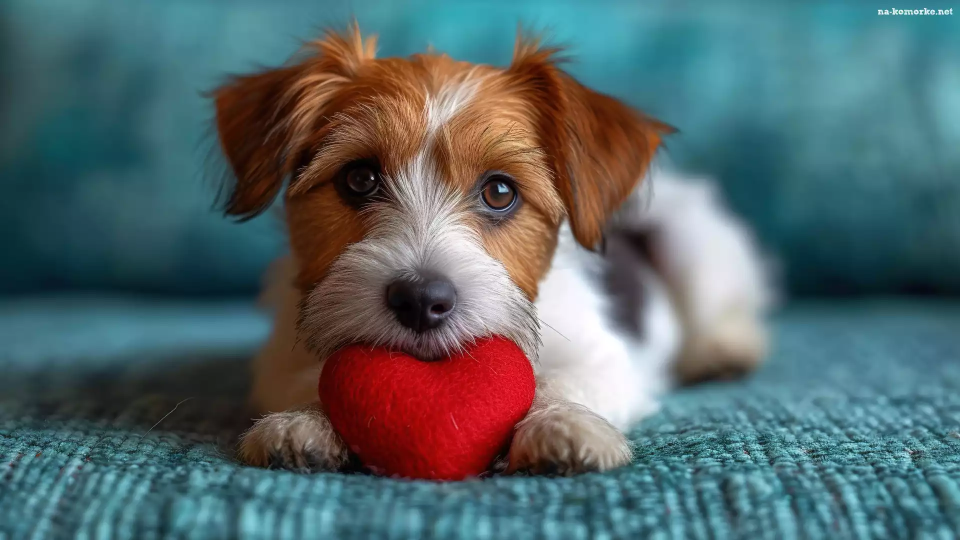 Jack Russell terrier, Serce, Pies, Szczeniak