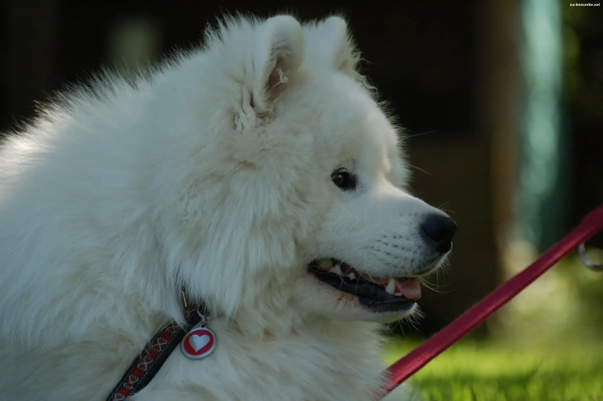 Samojed, serduszko, smycz