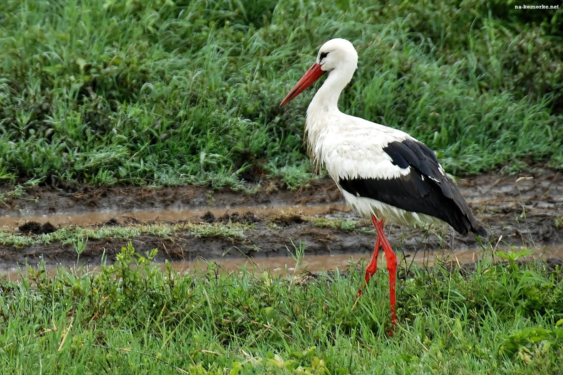 Serengeti, Łąka, Bocian, Narodowy, Park