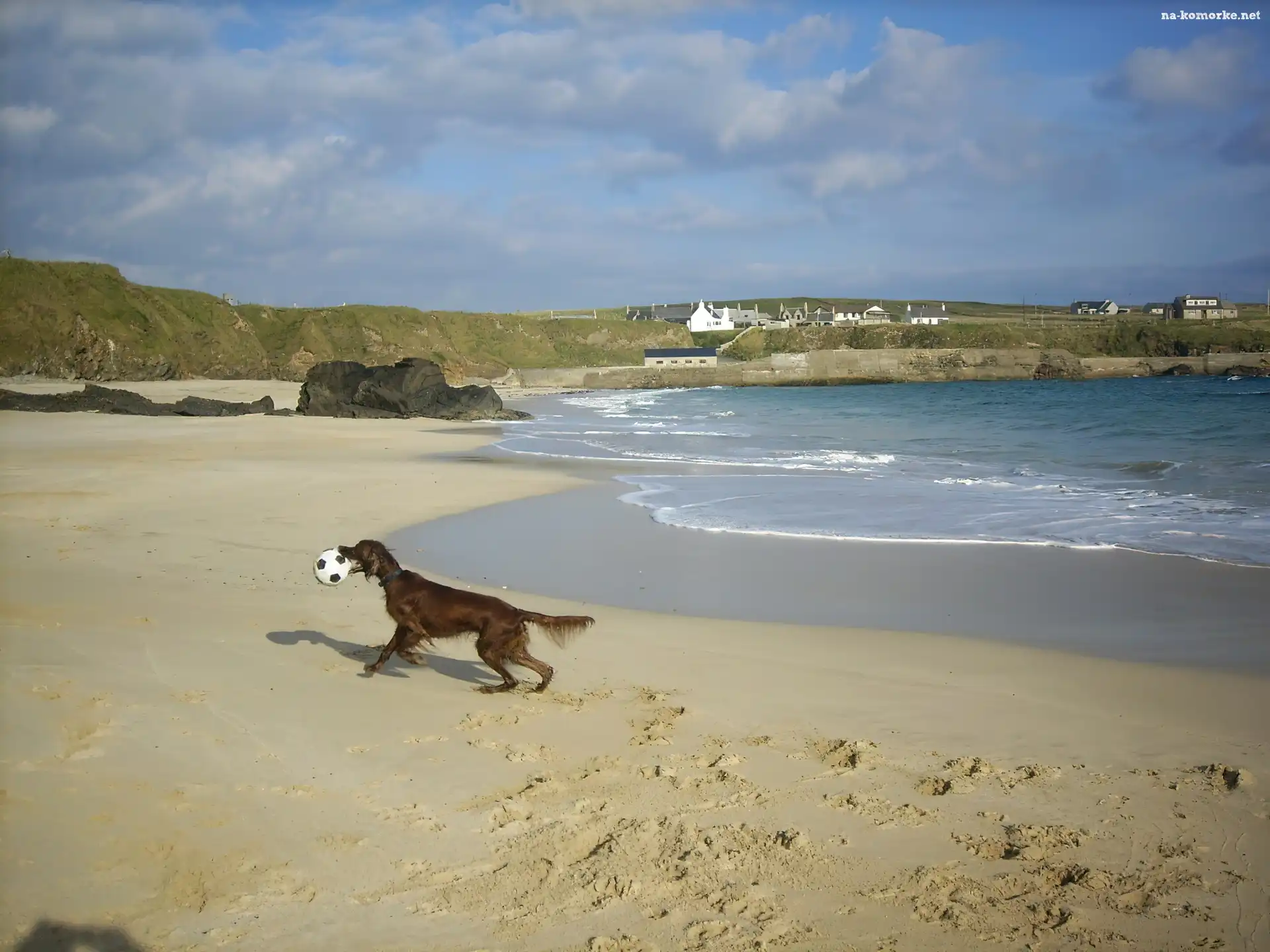 Seter irlandzki, plaża, piłka