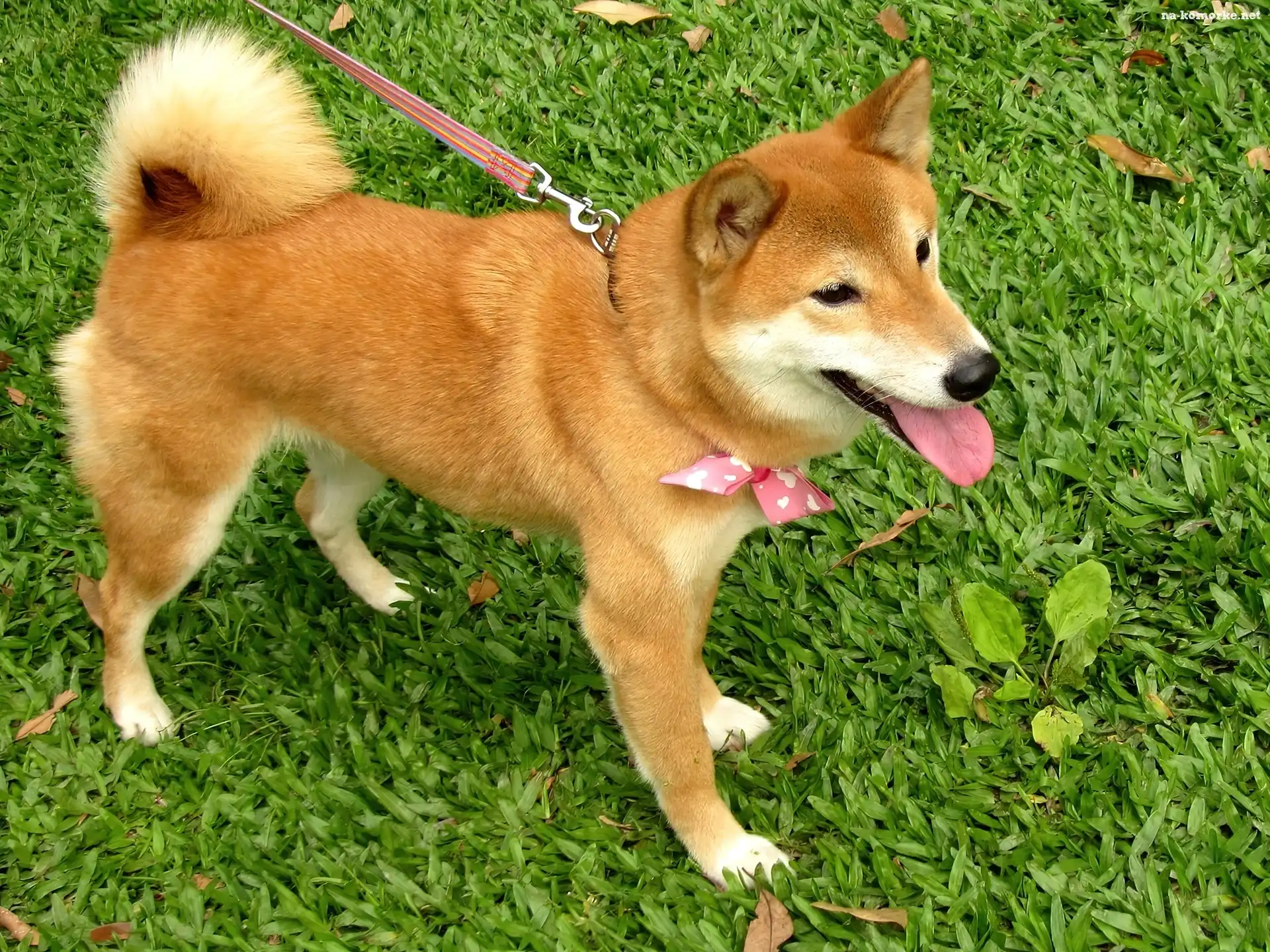 Shiba Inu, Smycz, Kokardka, Trawa