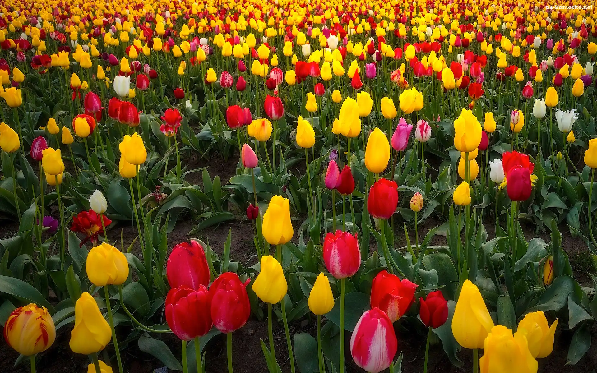 Tulipany, Wooden Shoe Tulip Farm, Farma, Stany Zjednoczone, Pole, Stan Oregon