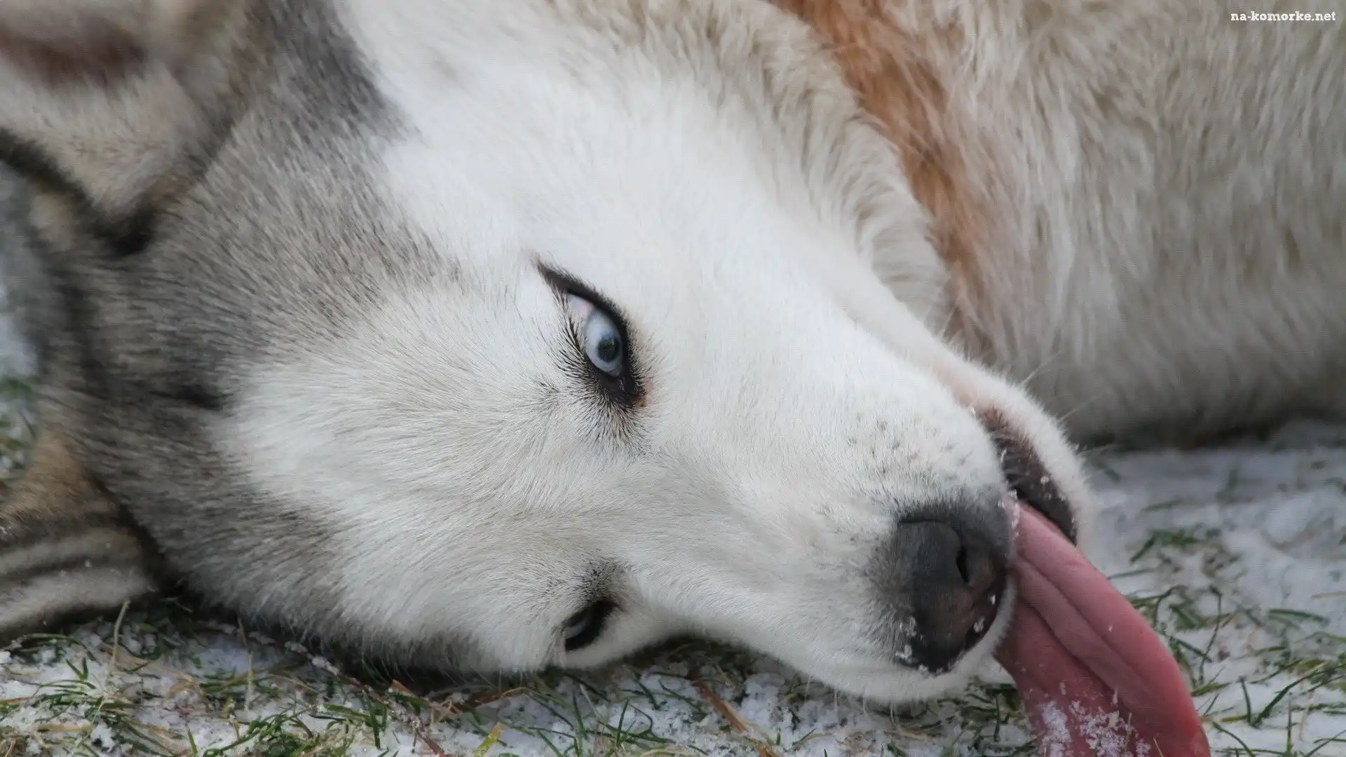 Język, Siberian Husky