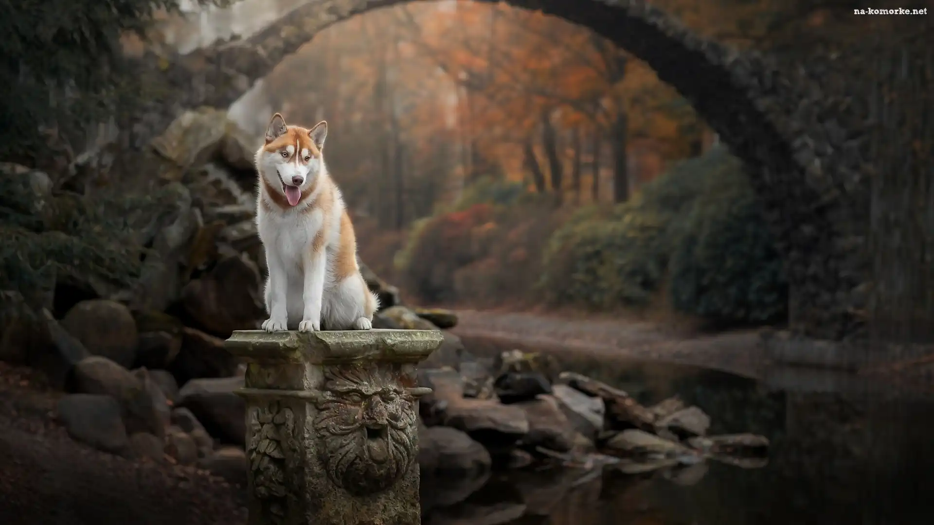Kamienie, Siberian husky, Pies, Potok, Postument, Mostek