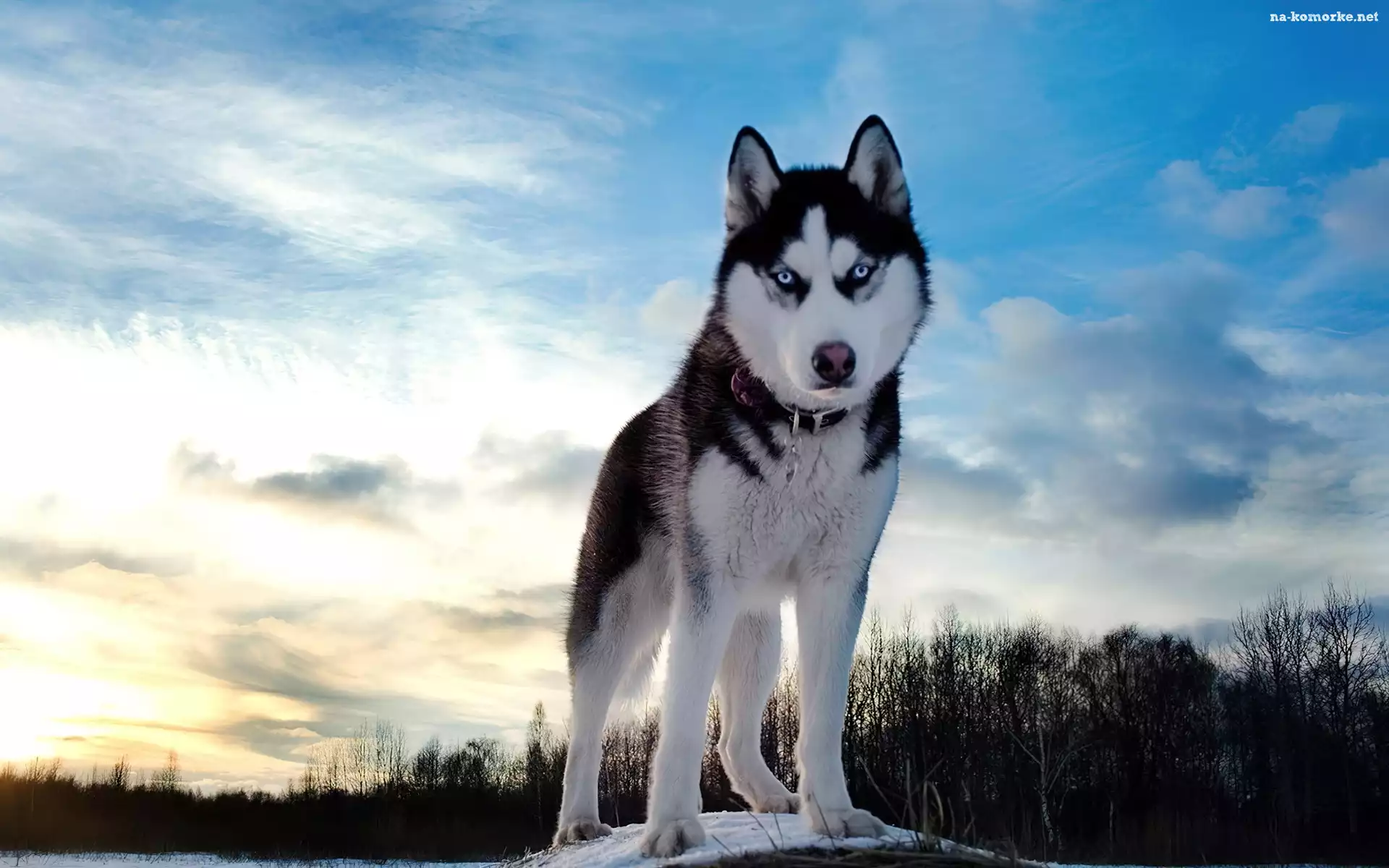 Pies, Siberian Husky