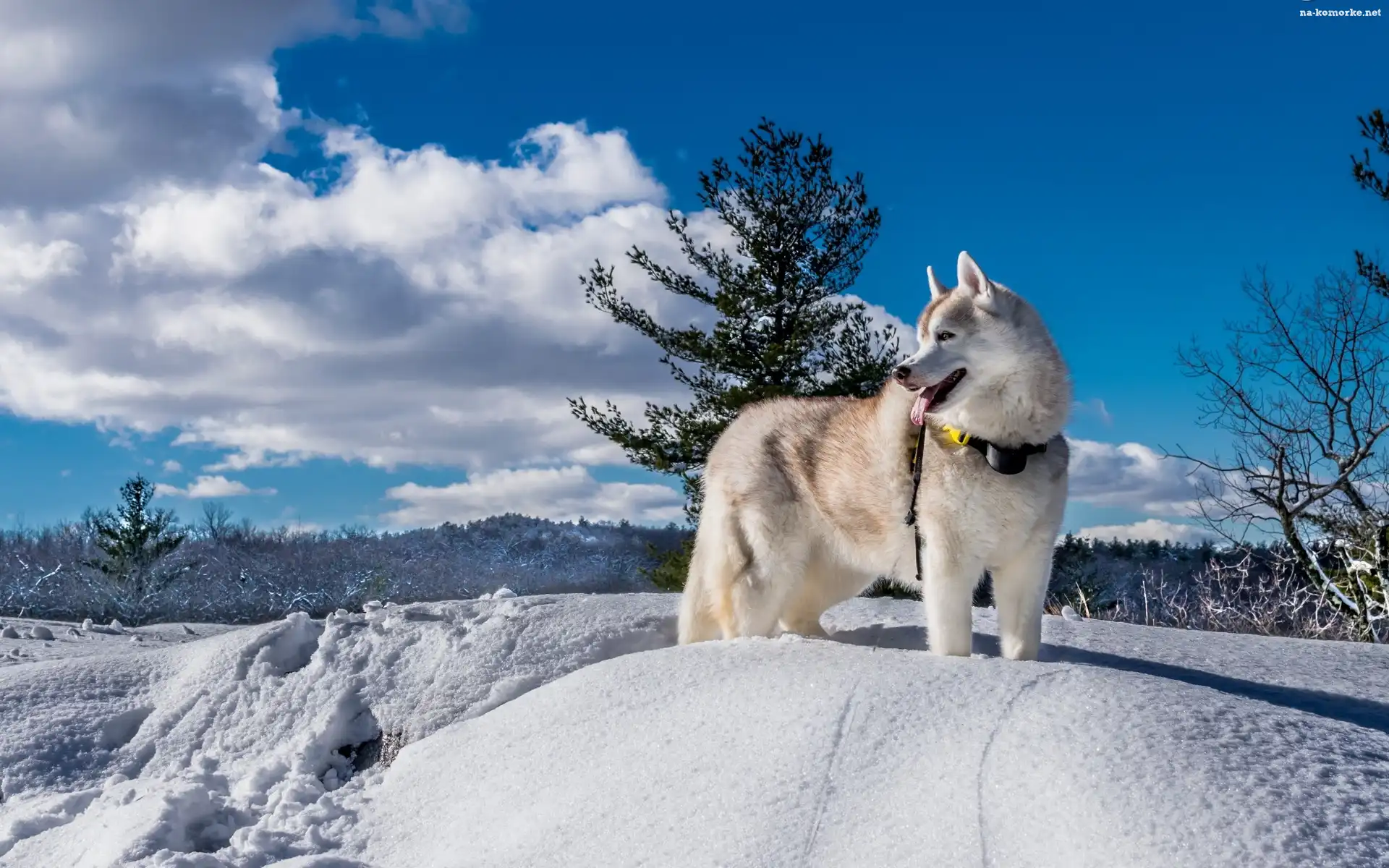 Siberian Husky, Krajobraz, Pies, Zima
