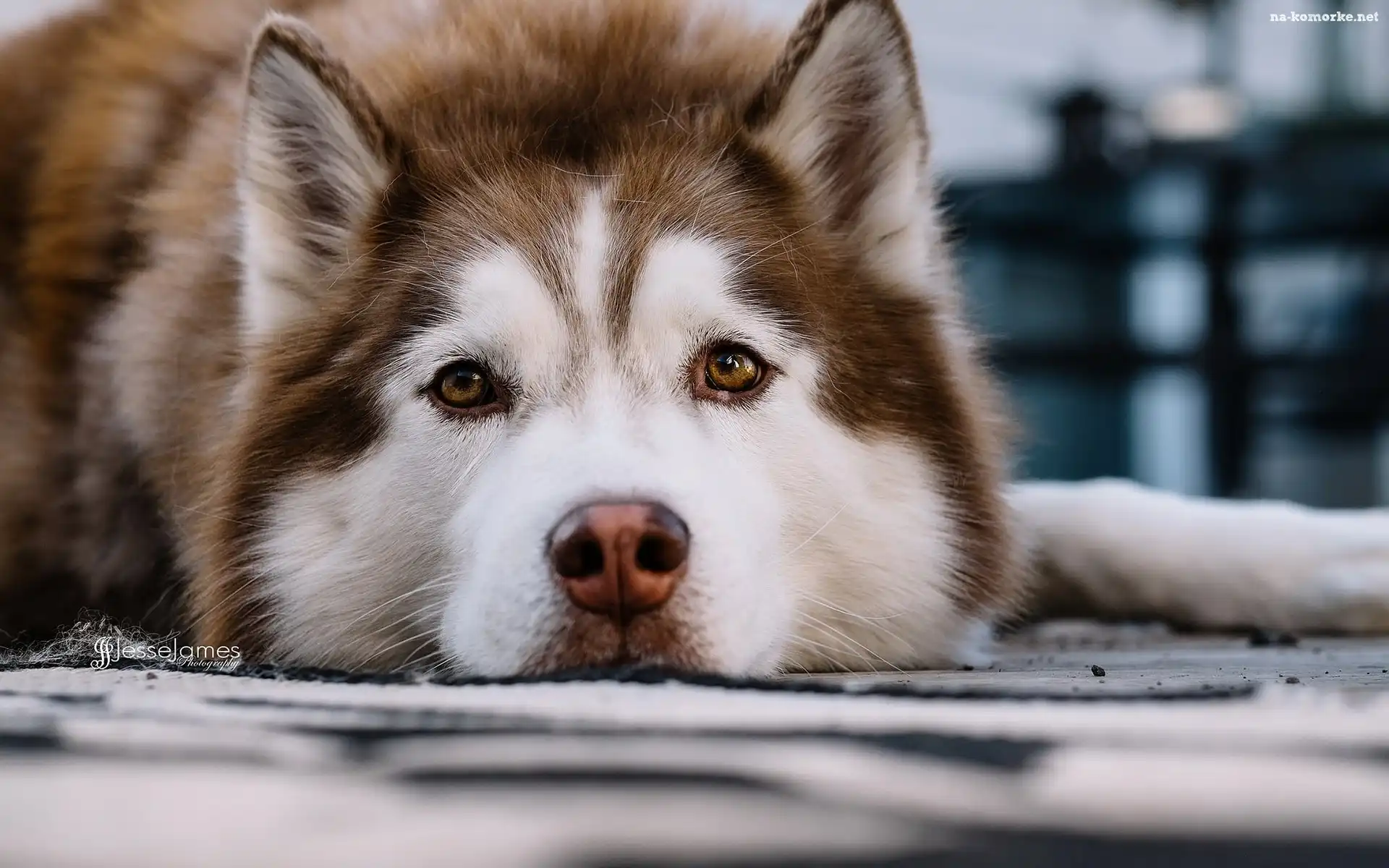 Piesek, Siberian Husky