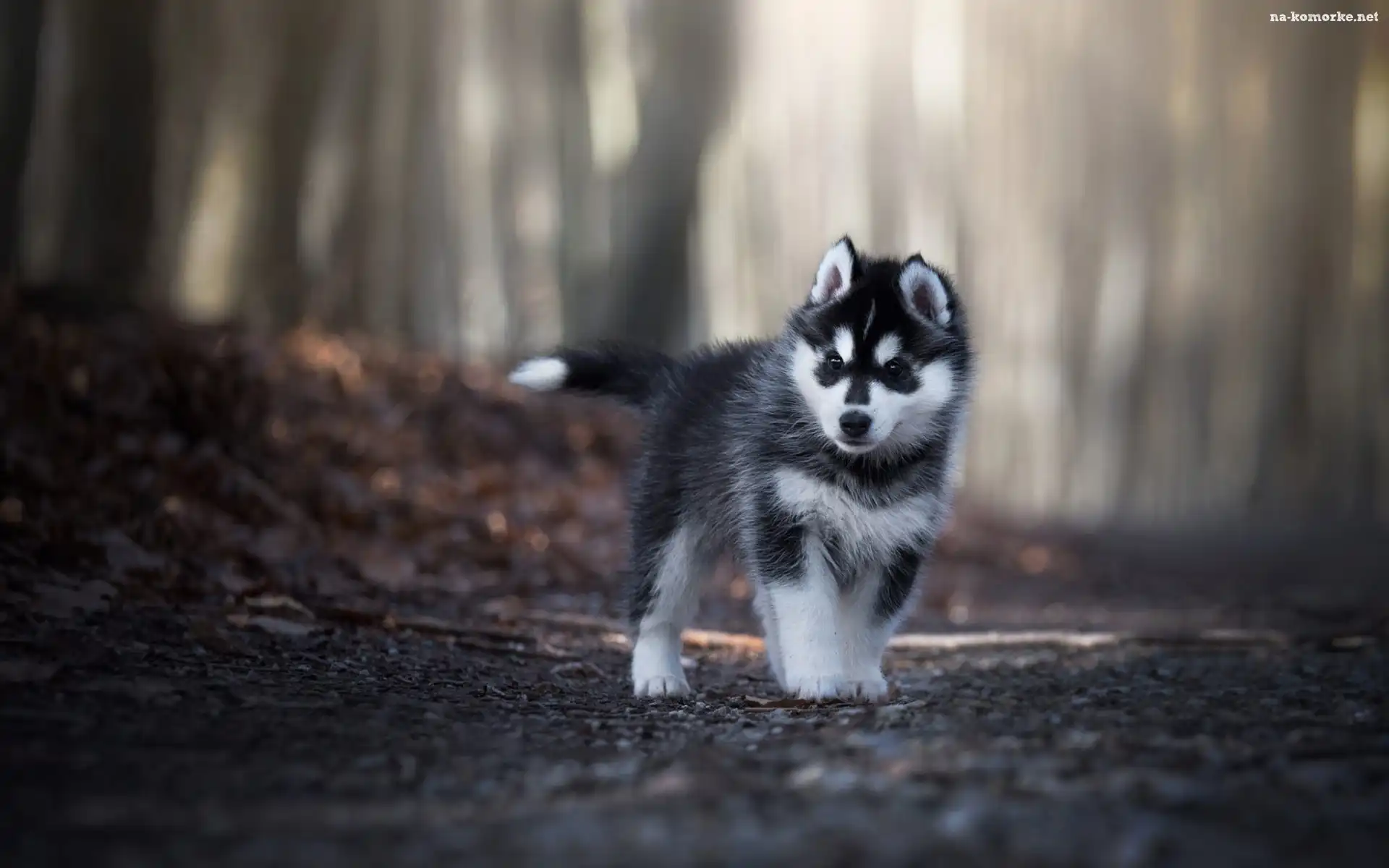 Siberian husky, Droga, Szczeniak, Las