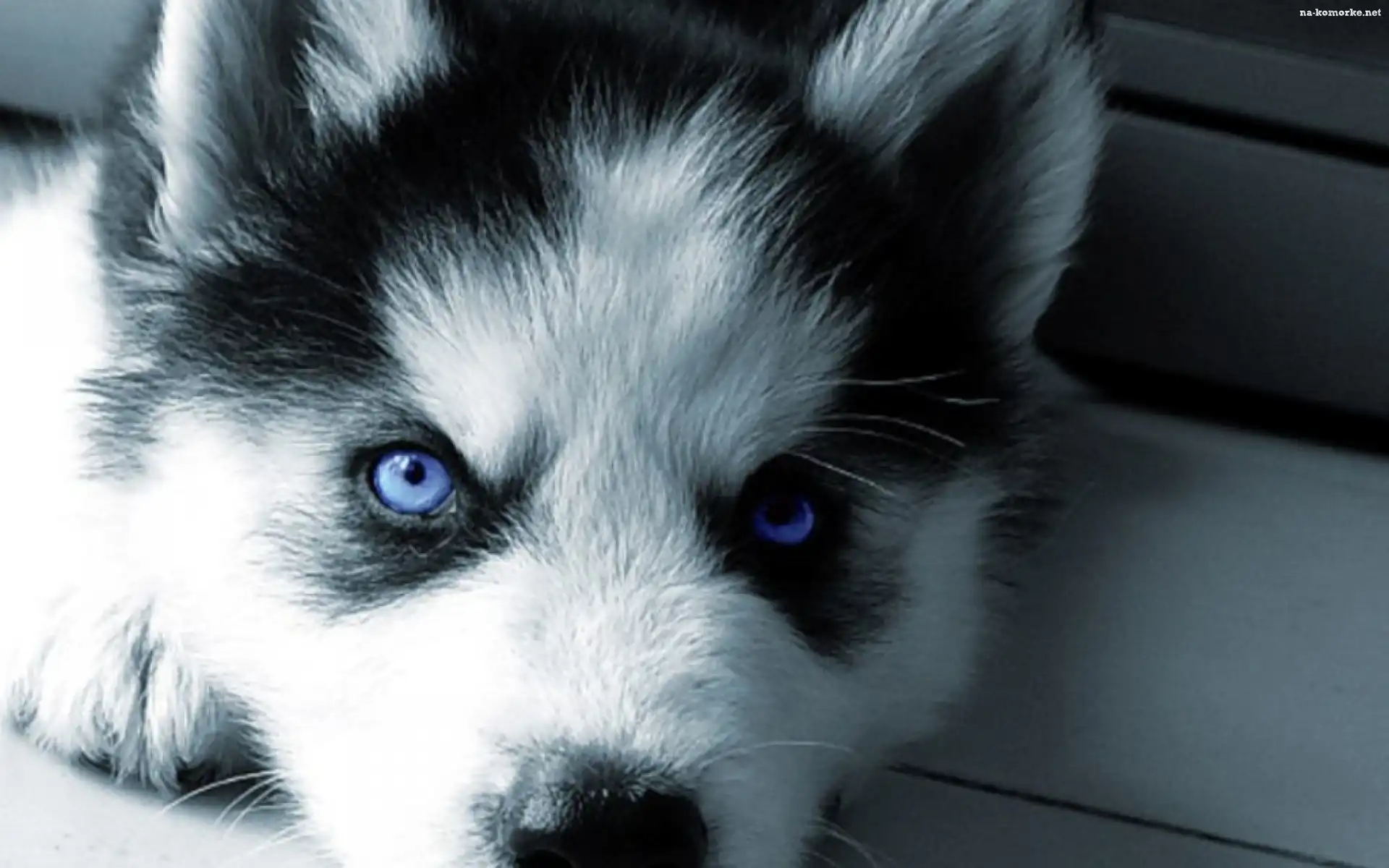Szczeniak, Siberian Husky