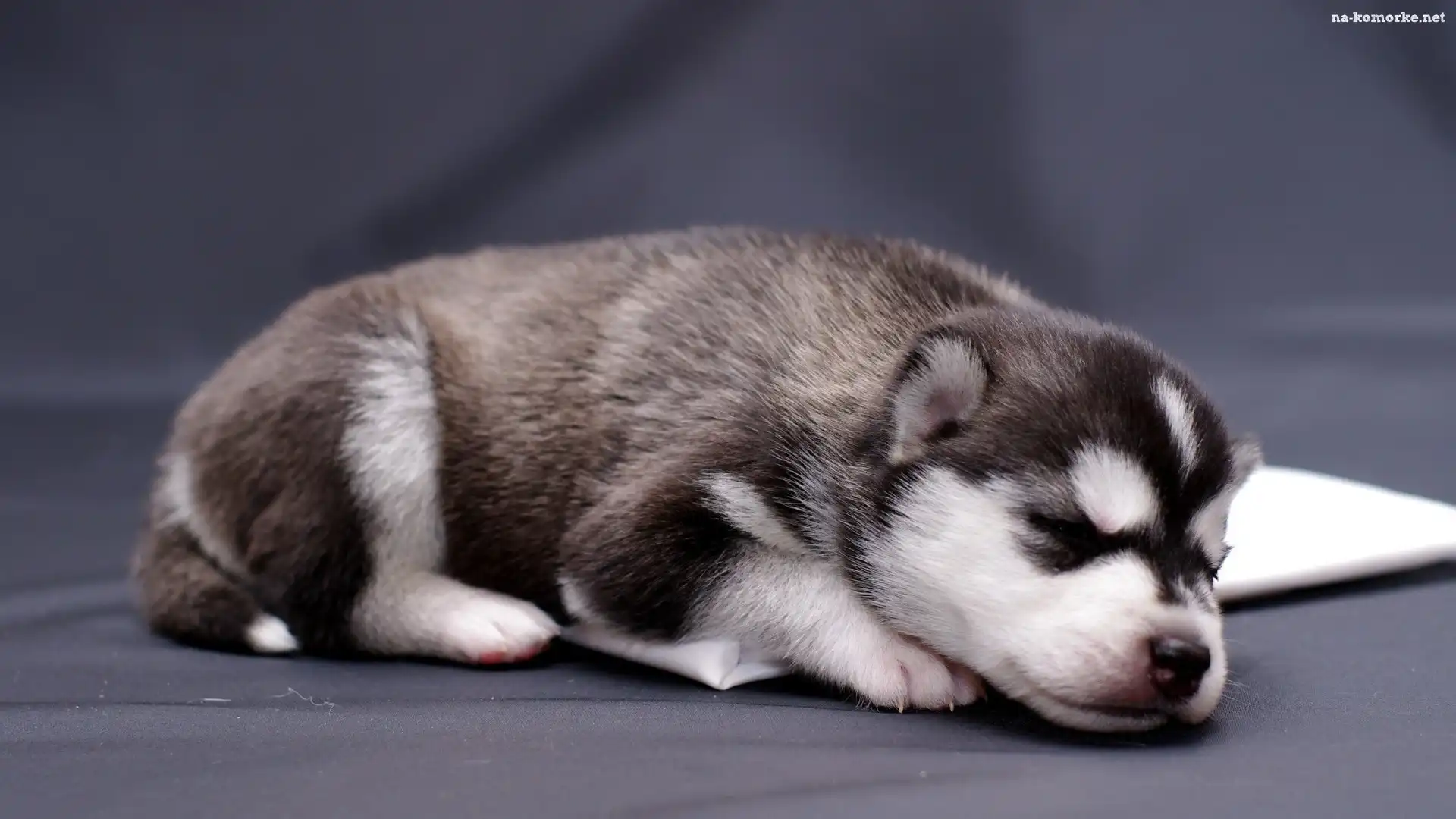 Śpiący, Szczeniak, Siberian Husky
