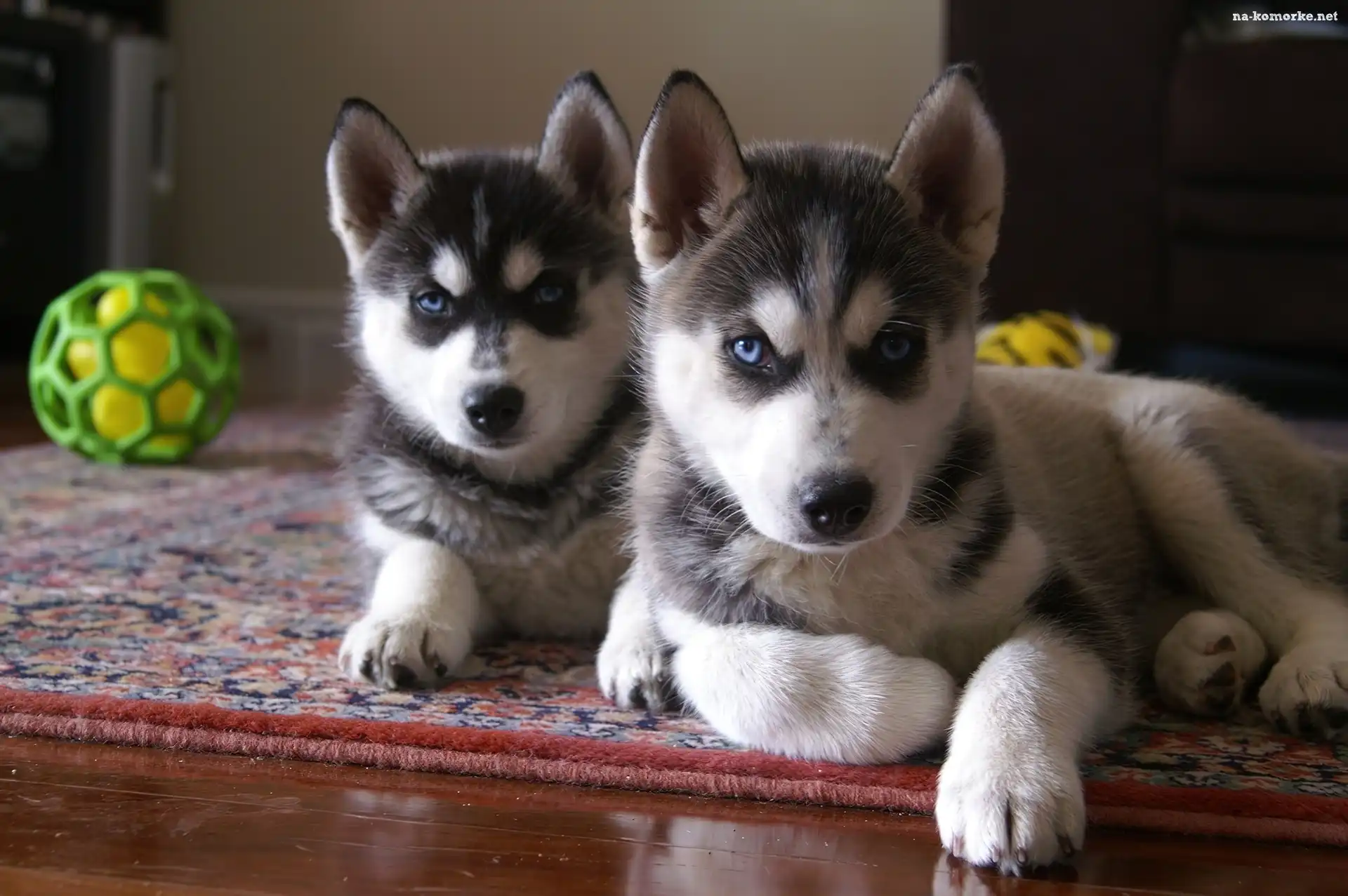 Siberian Husky, zielona, piłka