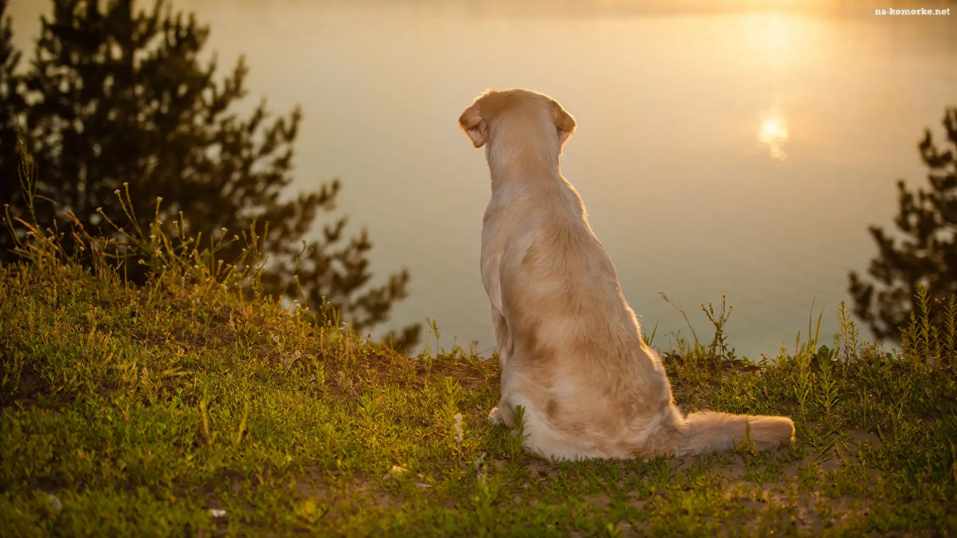 Siedzący, Jezioro, Pies, Golden retriever