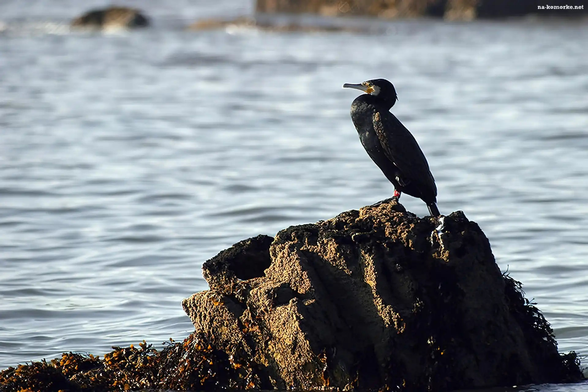 Kormoran, Skała, Morze