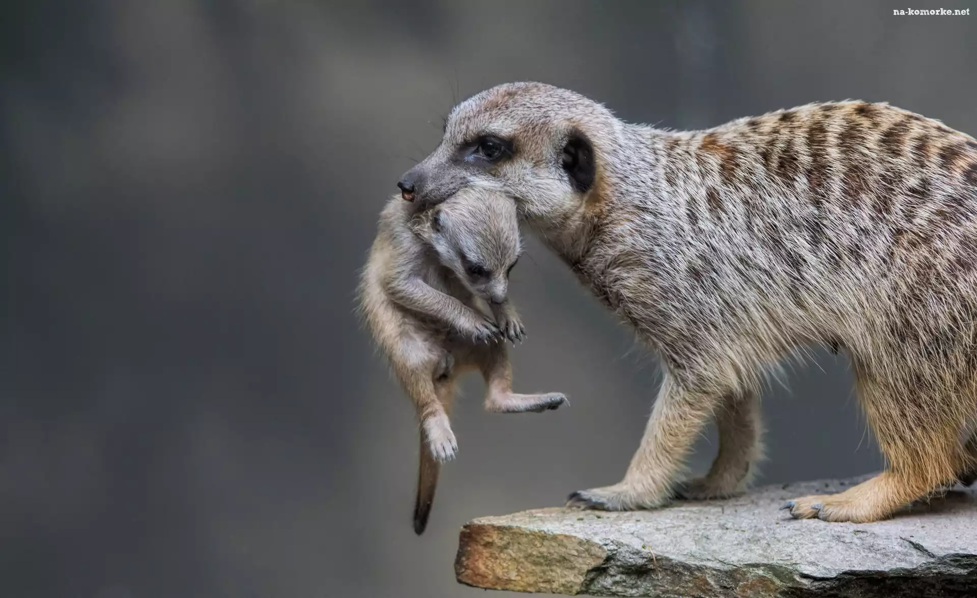 Skała, Mama, Surykatka, Młody, Potomek