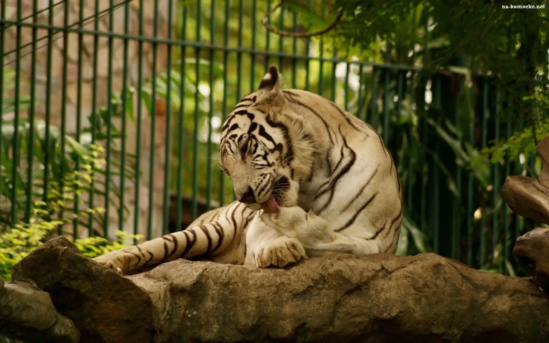 Tygrys, Skała, ZOO
