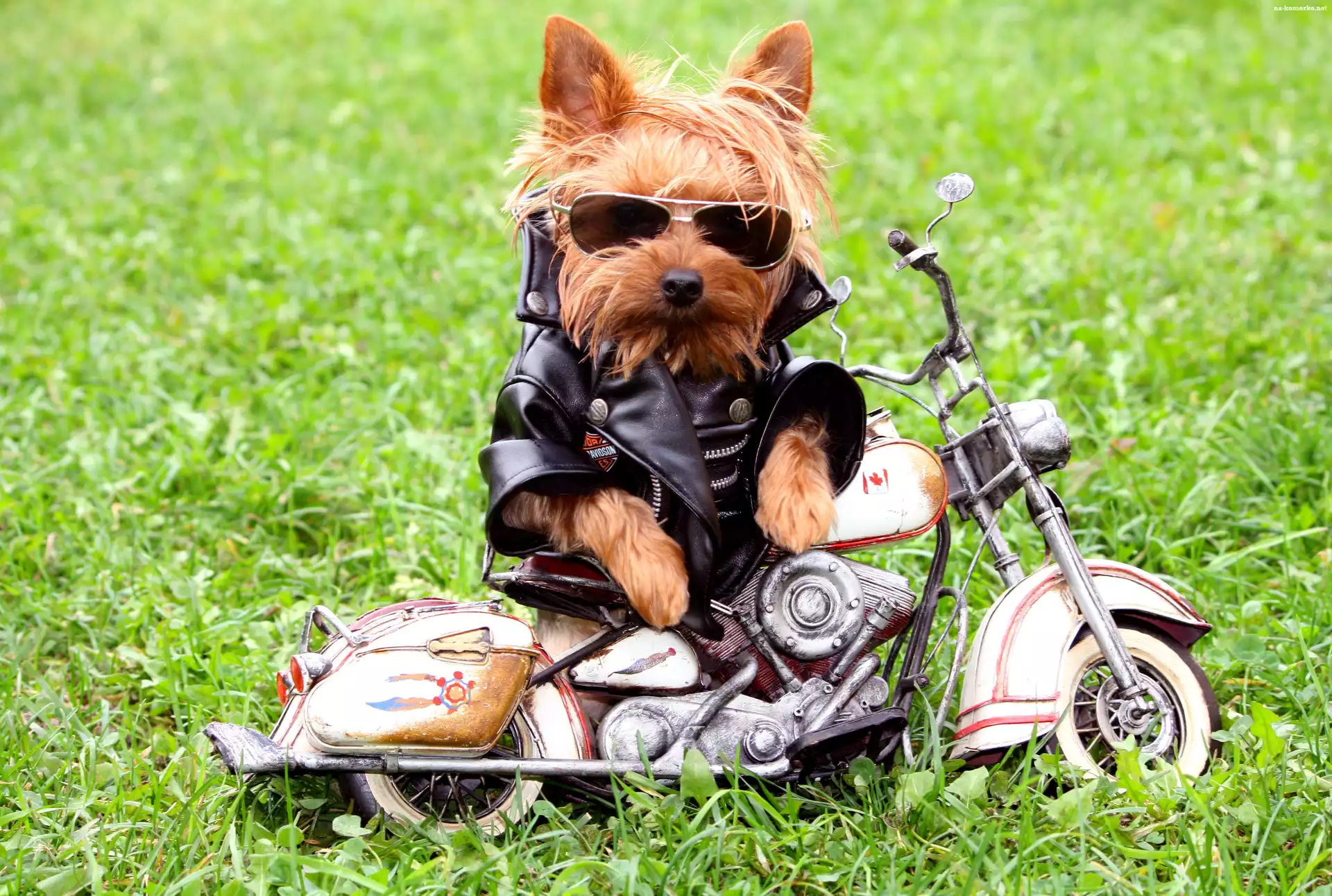 Skóra, Motocyklista, Pies, Okulary, Motor