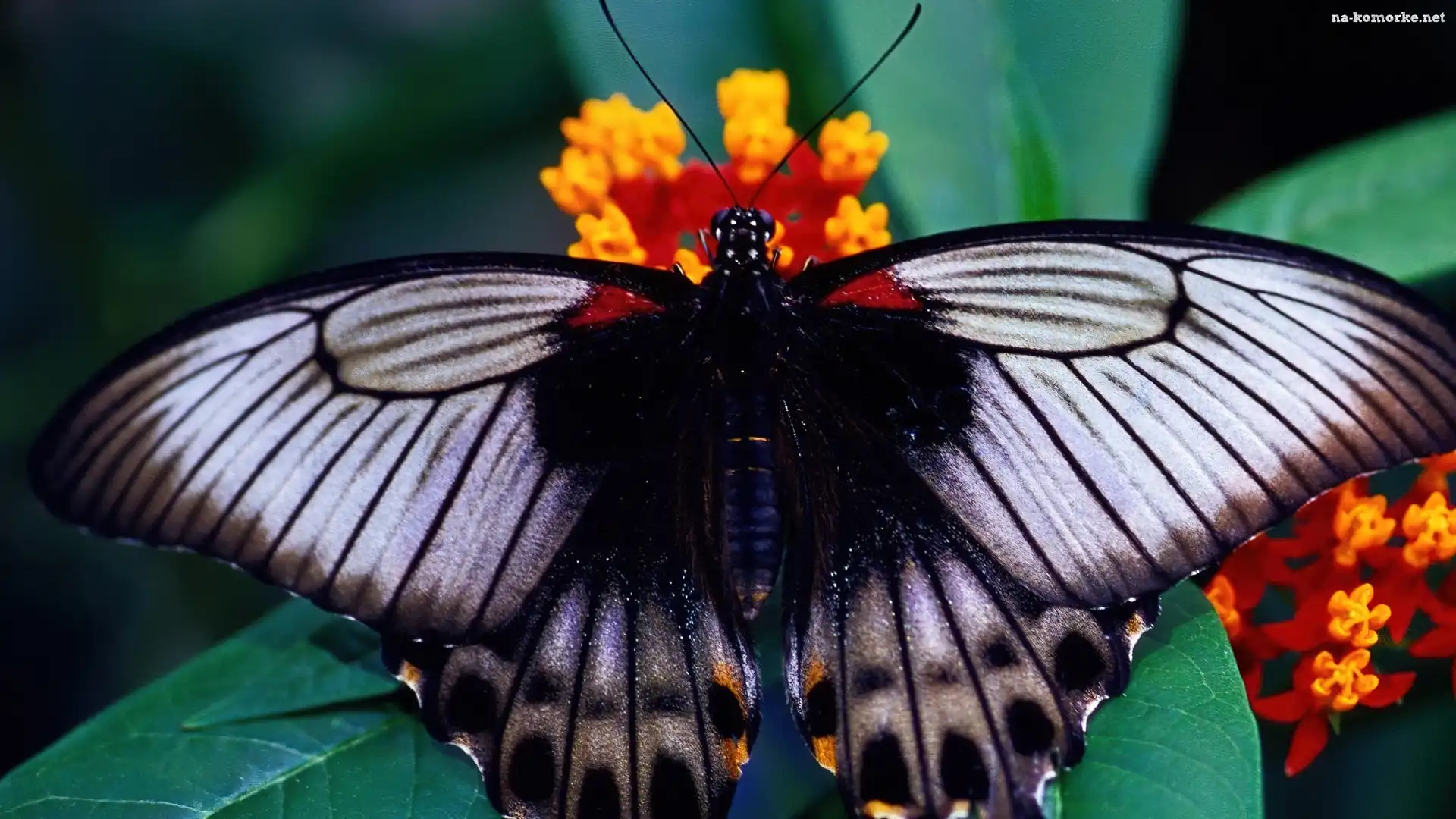 Motyl, Skrzydła, Kwiat