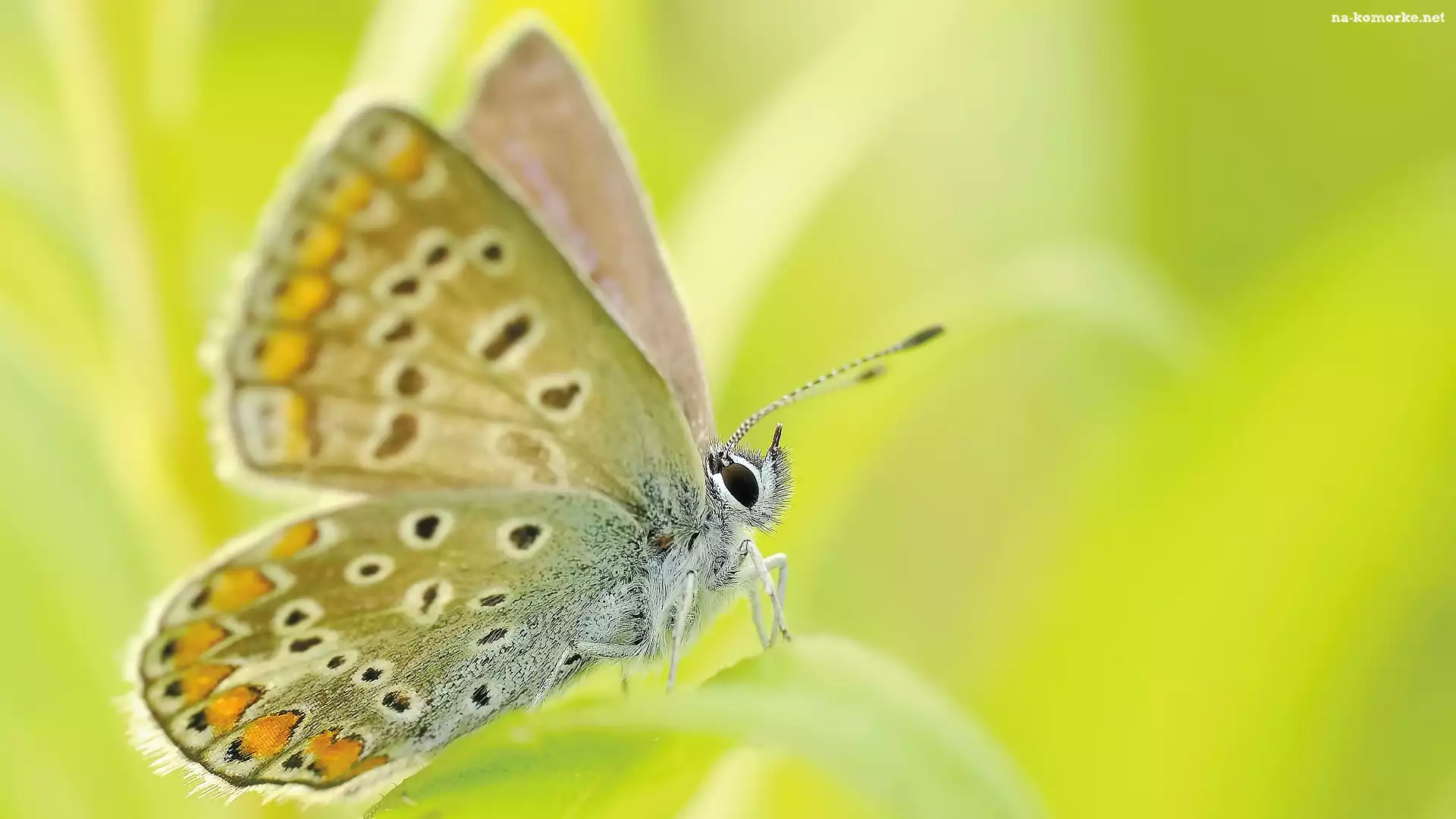 Motyl, Skrzydła, Zbliżenie