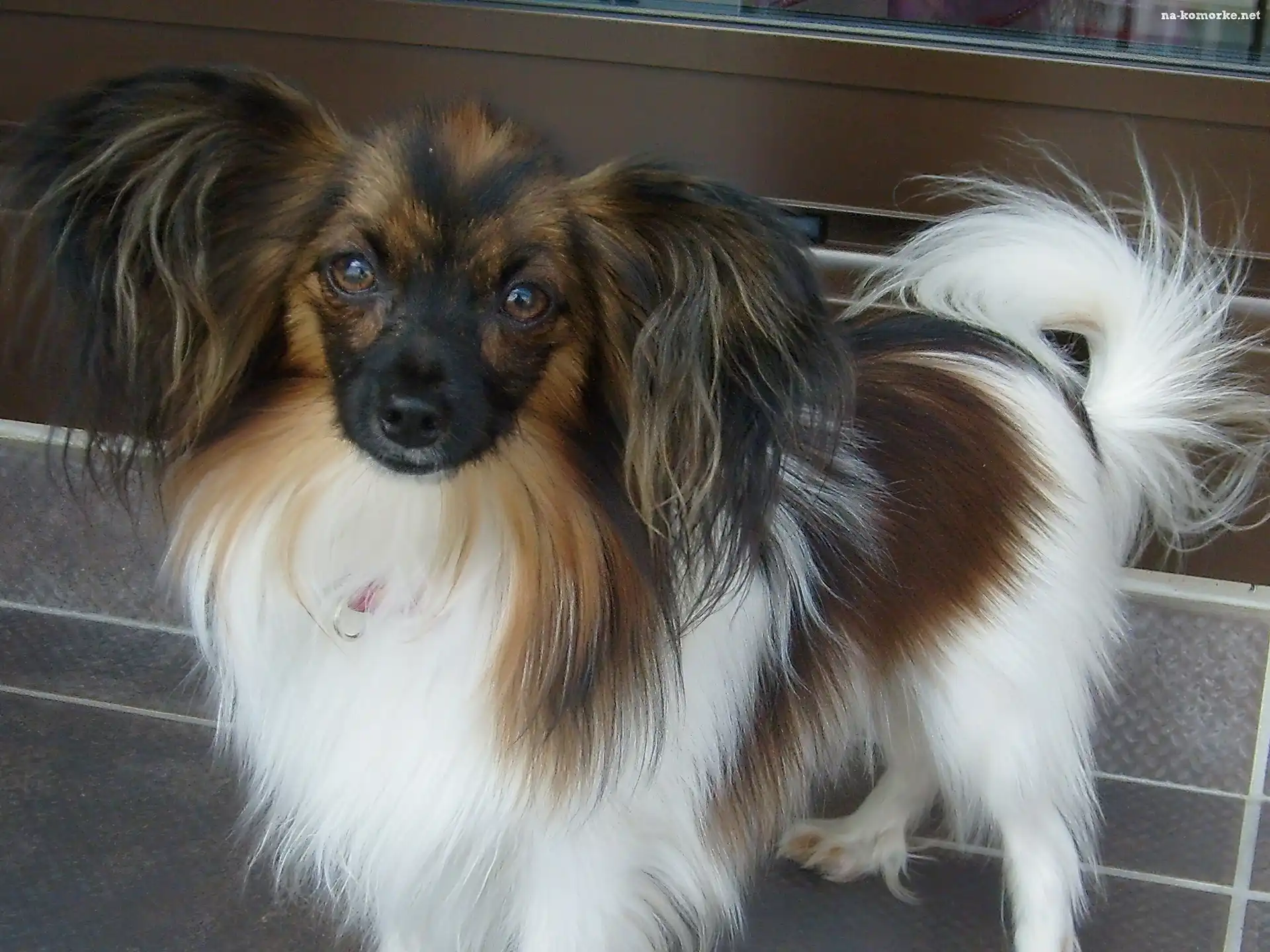 śliczny, Spaniel kontynentalny miniaturowy Phalene