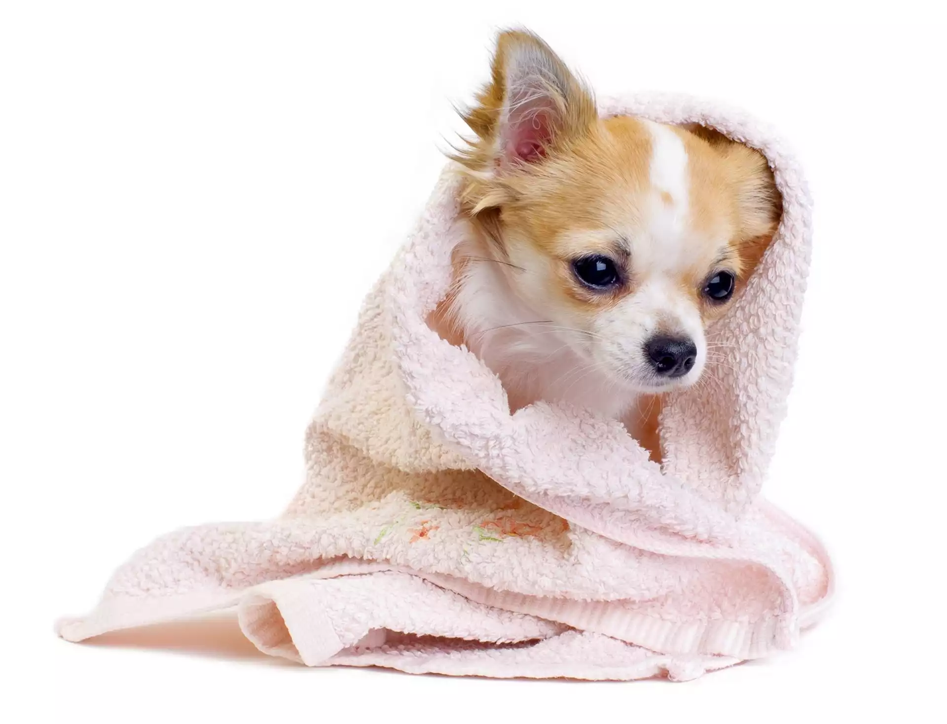 Słodki, Chihuahua, Pies, Szczeniak