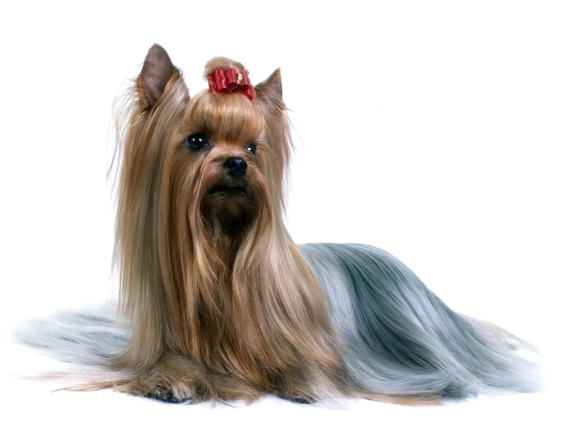 Słodki, kokardka, Australian Silky Terrier, czerwona