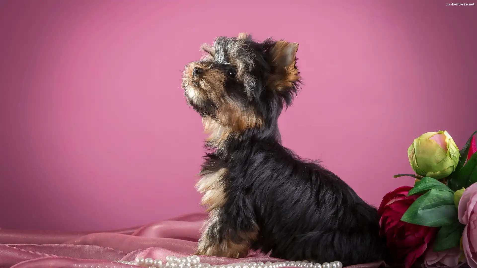 Słodki, Perły, Yorkshire terrier, Kwiaty