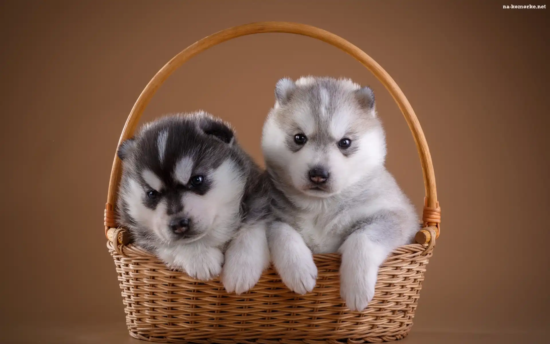 Słodkie, Psy, Siberian husky, Koszyk, Szczeniaki