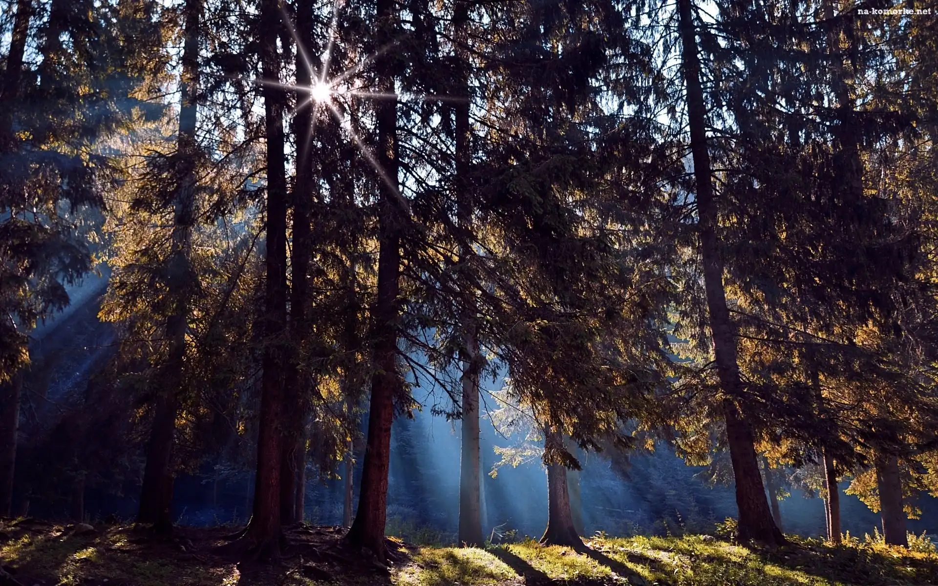 Słońca, Las, Cienie, Drzew, Promienie