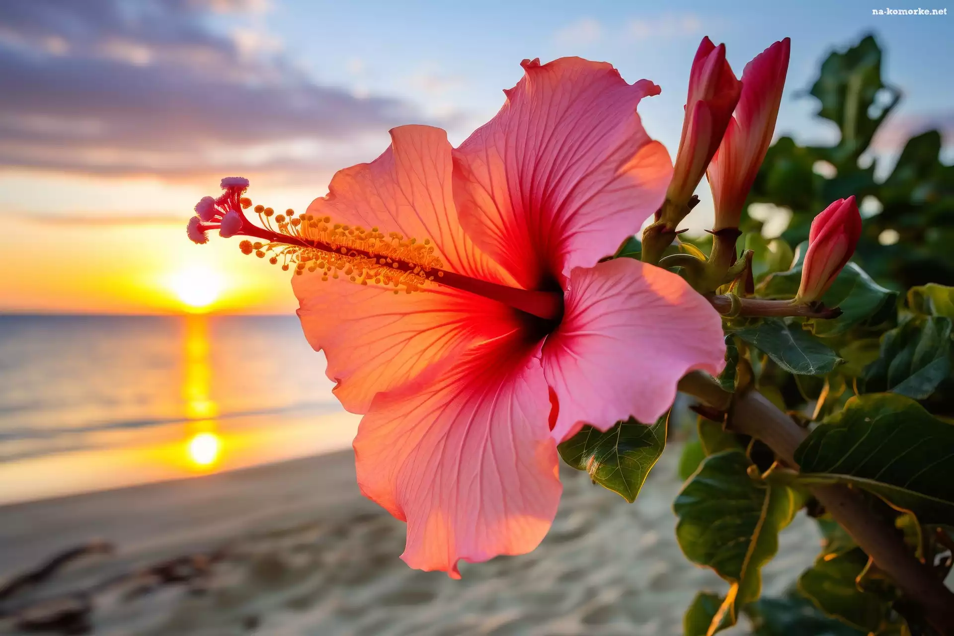 Zachód słońca, Grafika, Hibiskus, Kwiat