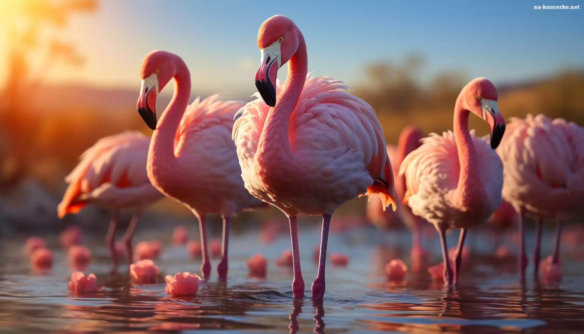 Flamingi, Woda, Zachód słońca, Ptaki, Grafika
