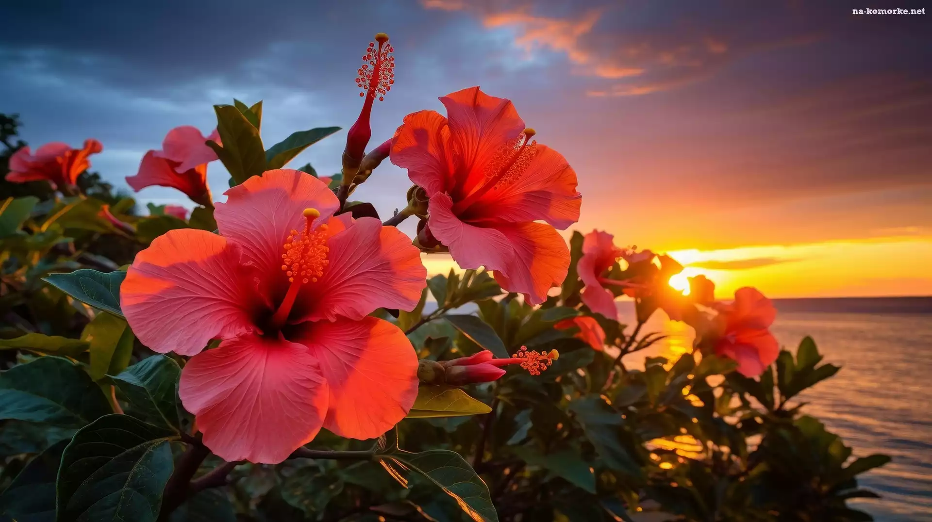 Hibiskusy, Morze, Zachód słońca, Kwiaty, Grafika