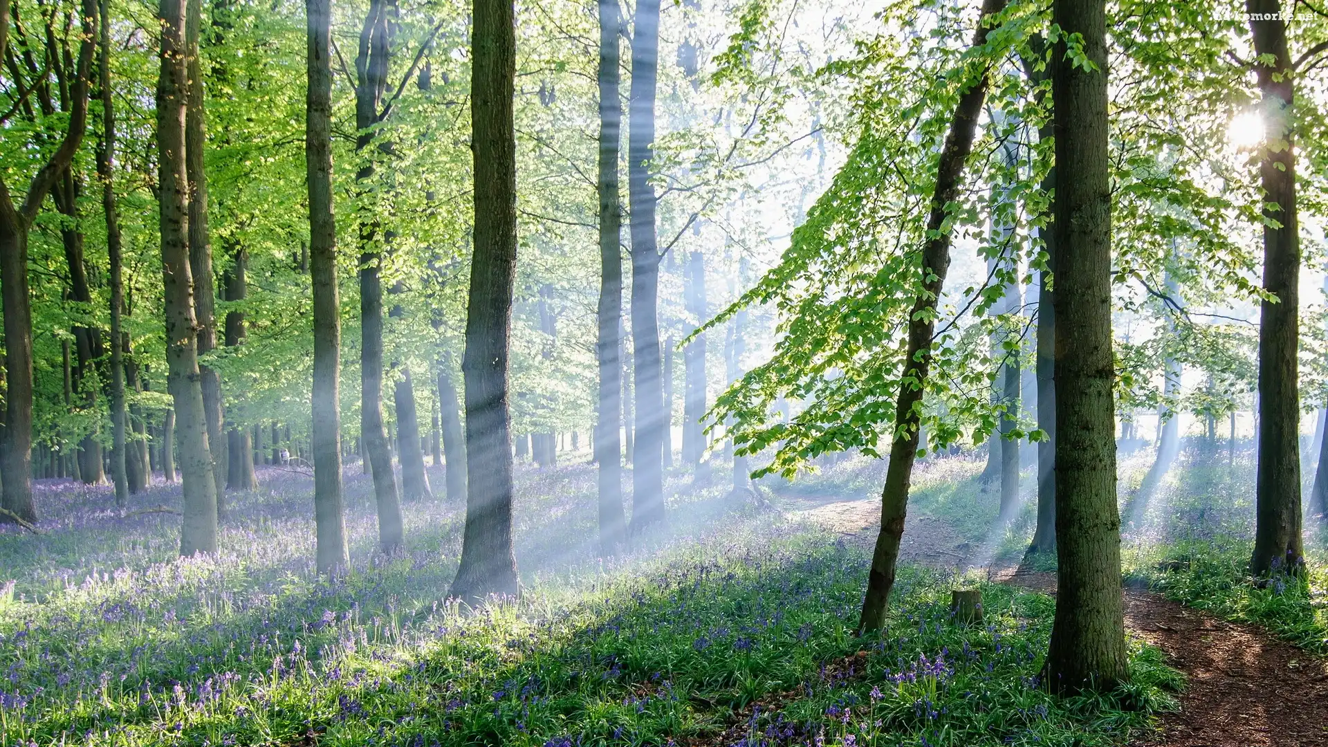 Słońca, Las, Ścieżka, Kwiatki, Promienie