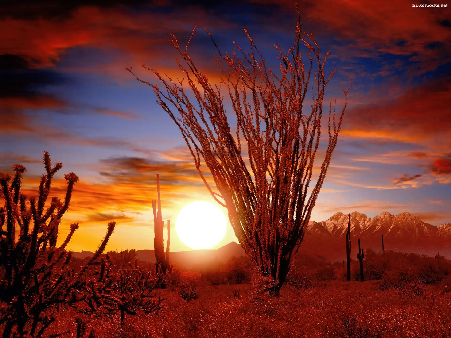 Słońca, Ocotillo, Sonora, Pustynia, Zachód