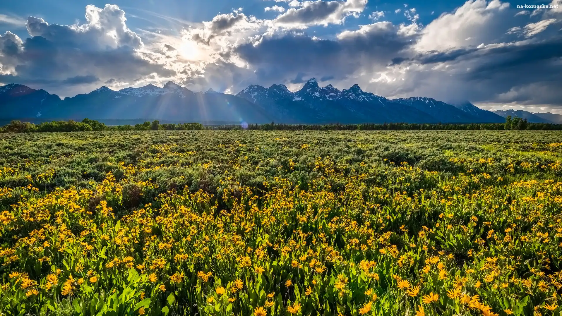 Góry, Wyoming, Promienie słońca, Kwiaty, Park Narodowy Grand Teton, Stany Zjednoczone, Chmury, Łąka