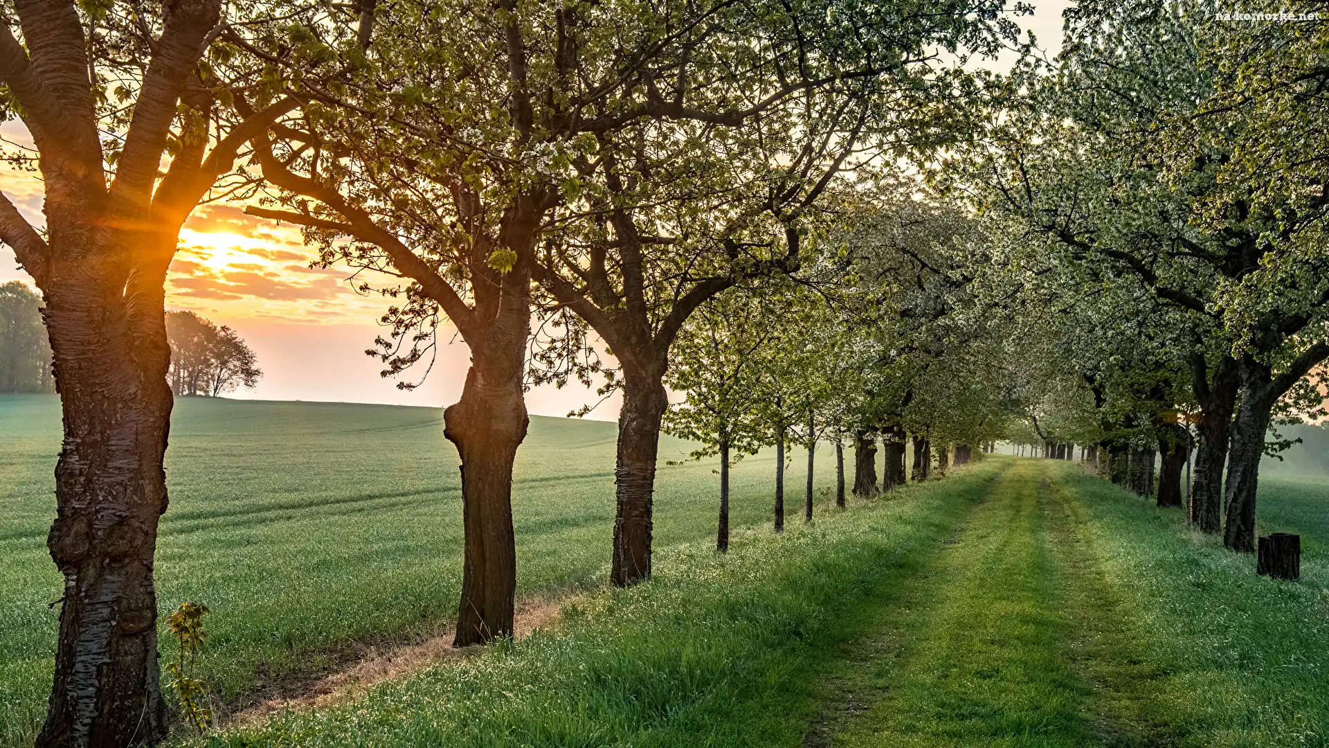 Wschód słońca, Drzewa, Kwitnące, Wiosna, Trawa, Droga