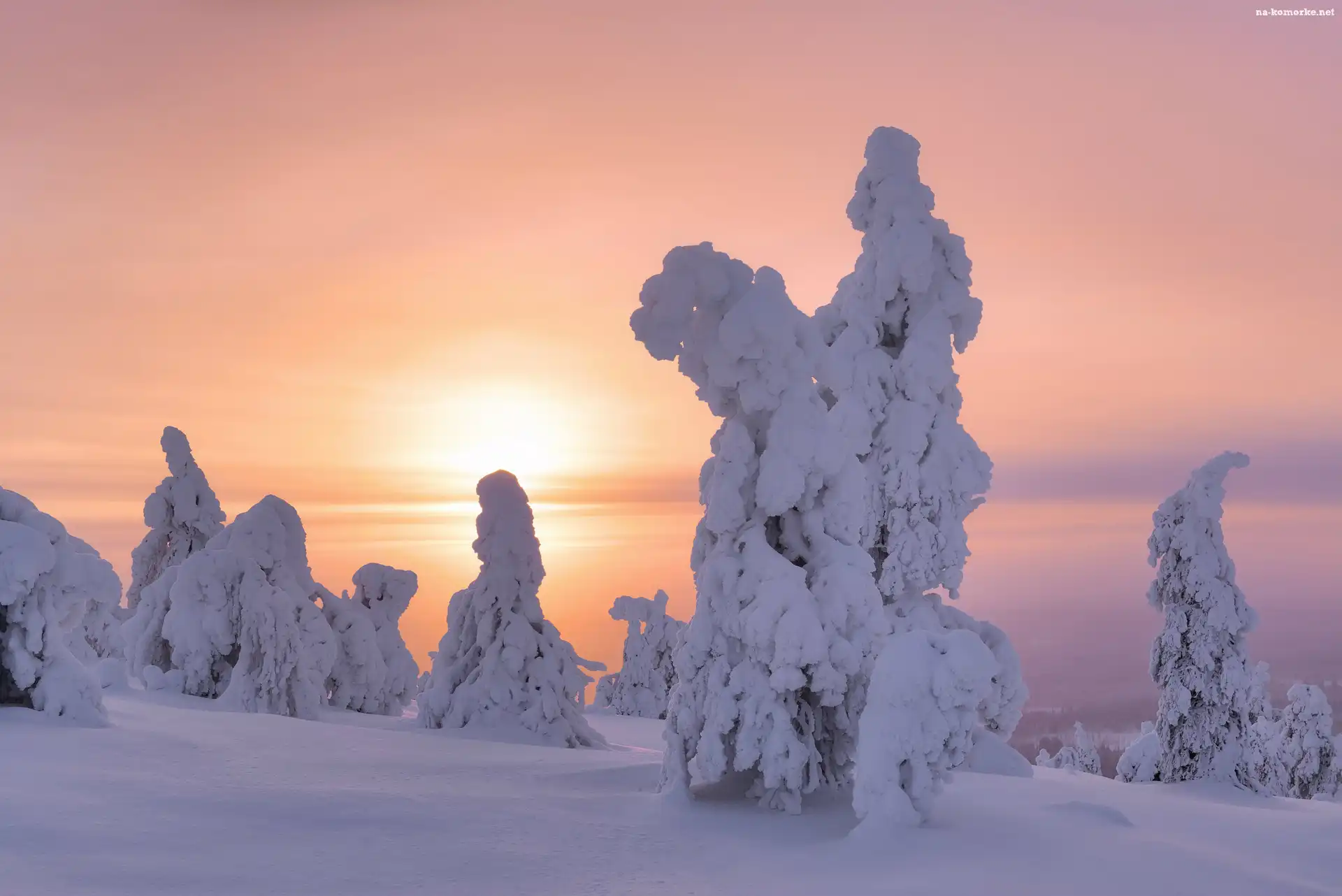 Zachód słońca, Zaśnieżone, Zima, Finlandia, Drzewa, Laponia