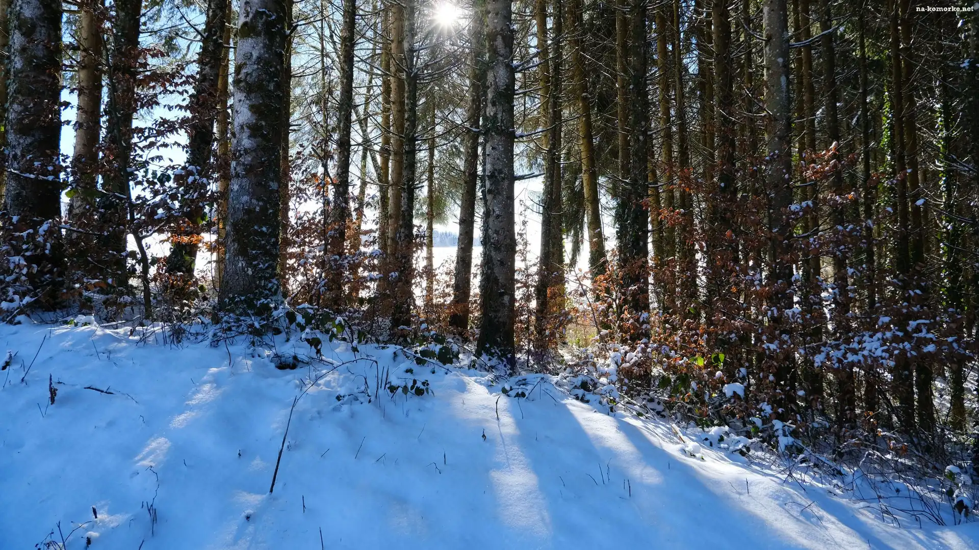 Słońce, Las, Drzewa, Śnieg, Zima