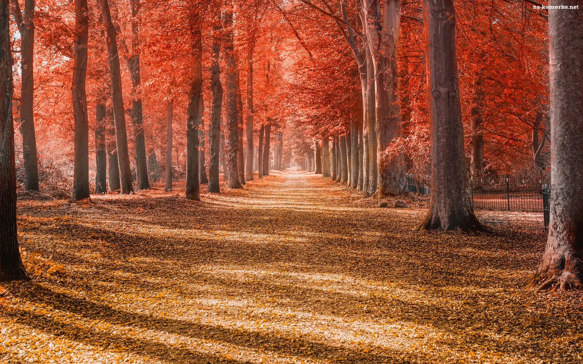 Jesień, Słoneczny, Drzewa, Dzień, Park, Czerwone, Liście, Droga