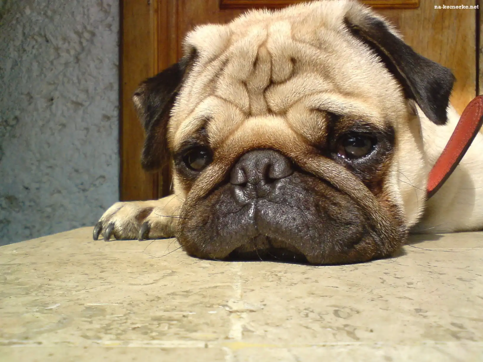 Mops, smutna, mordka