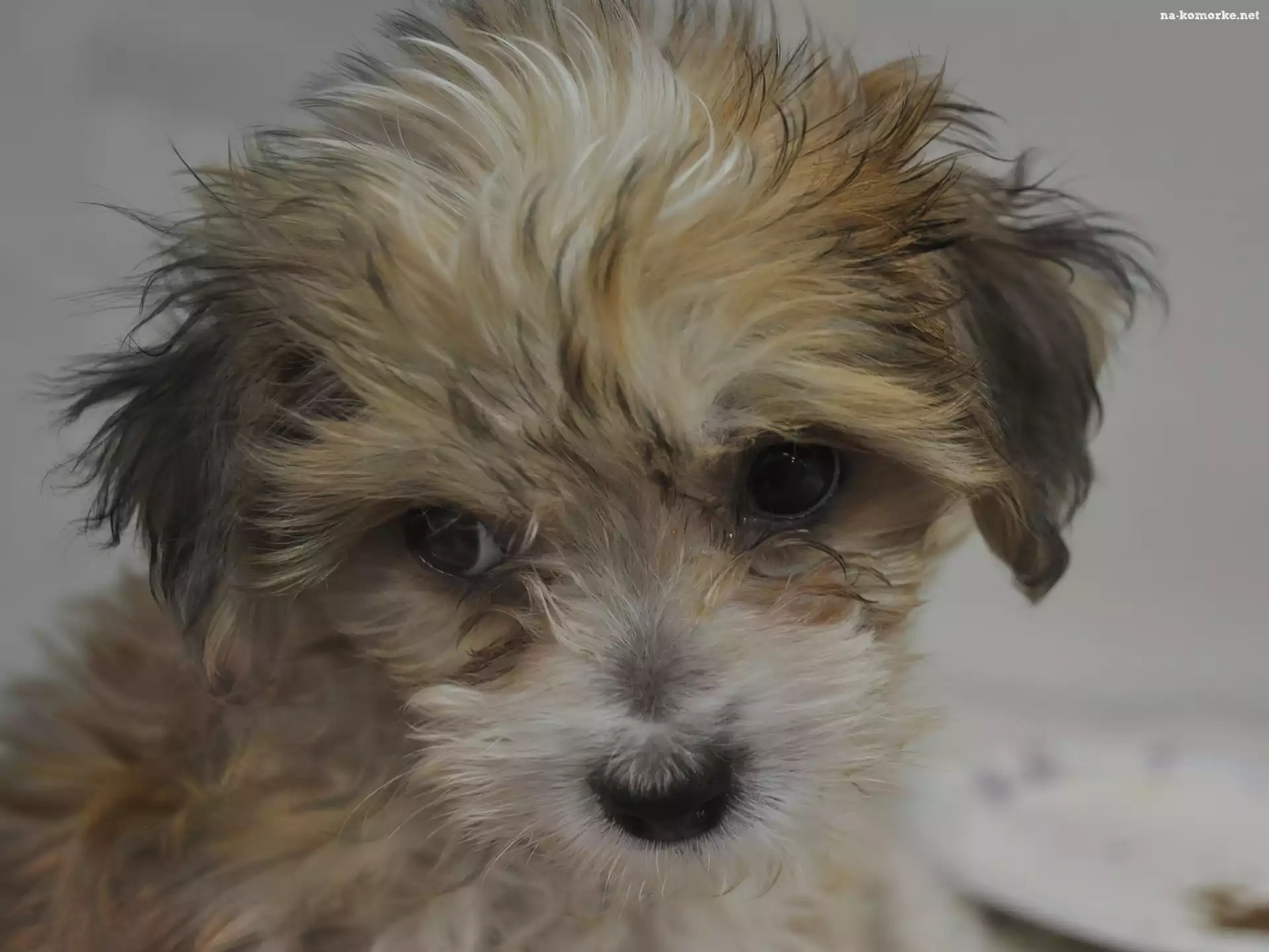 Smutny, Yorkshire Terrier, Pies