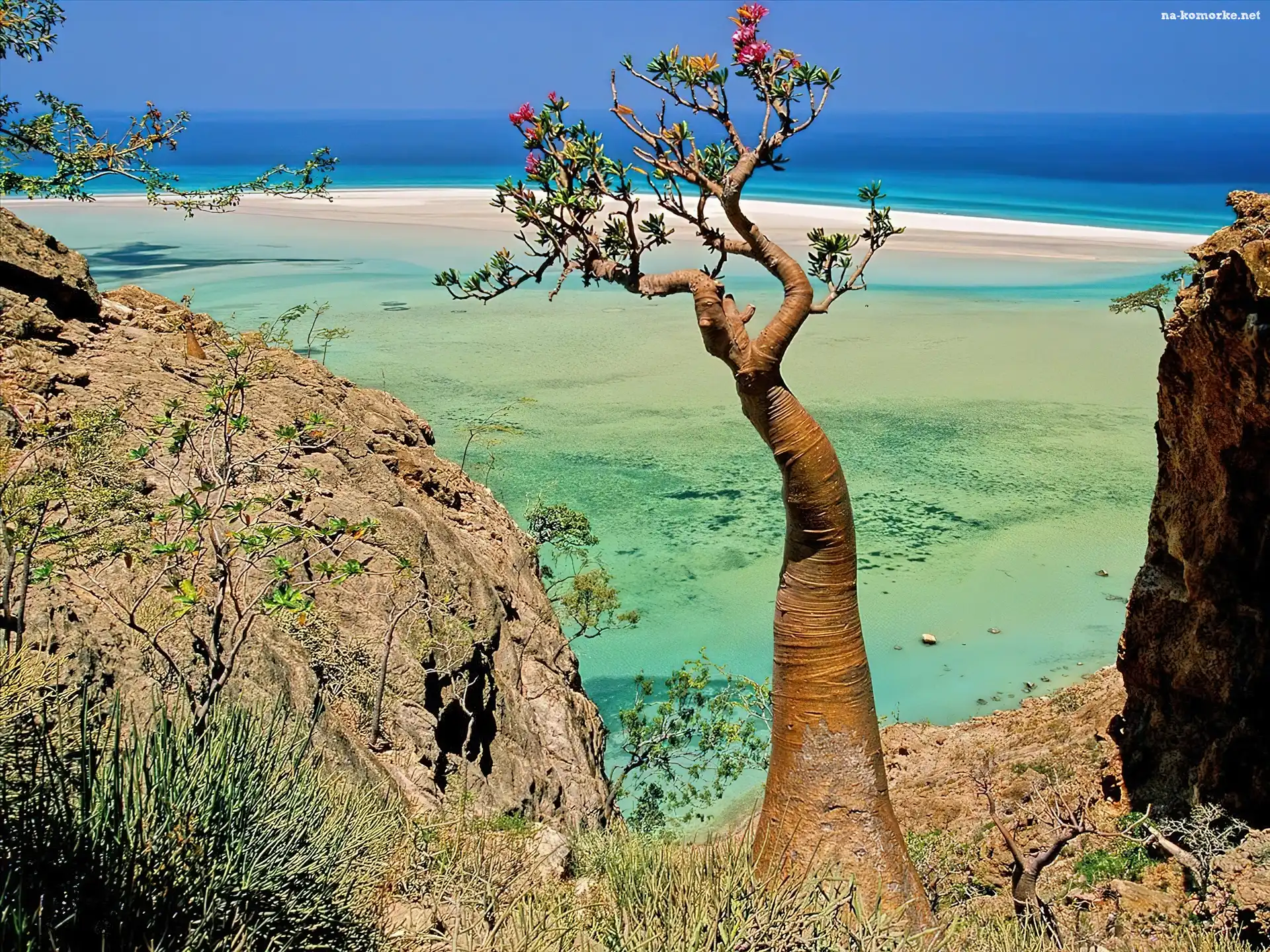 Socotra Island, Morze, Jemen, Drzewo