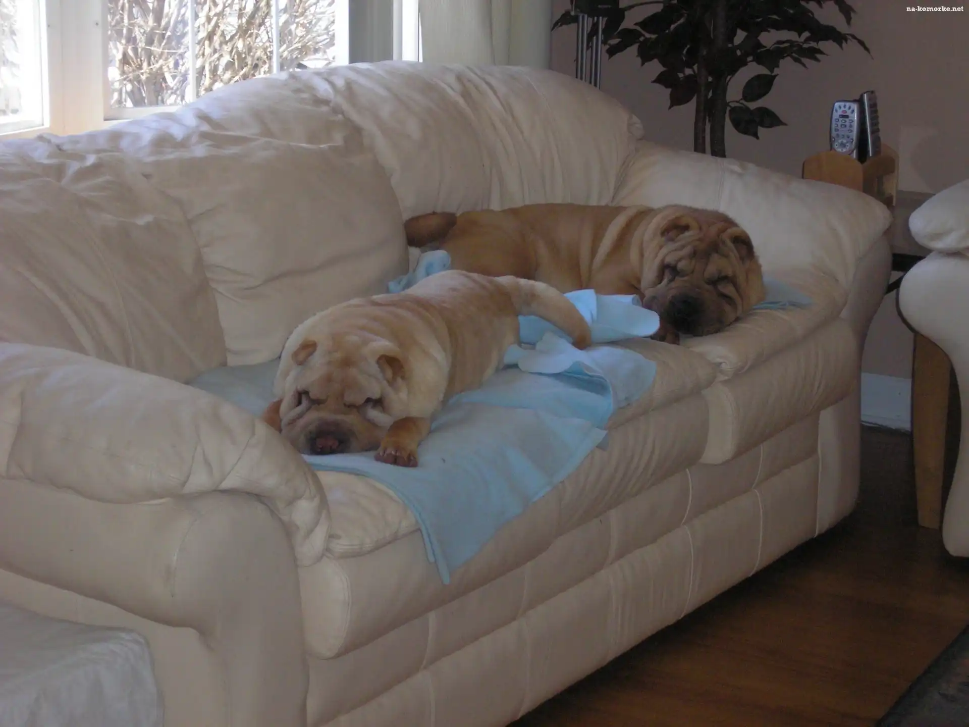 sofa, dwa, Shar Pei, jasna, skórzana